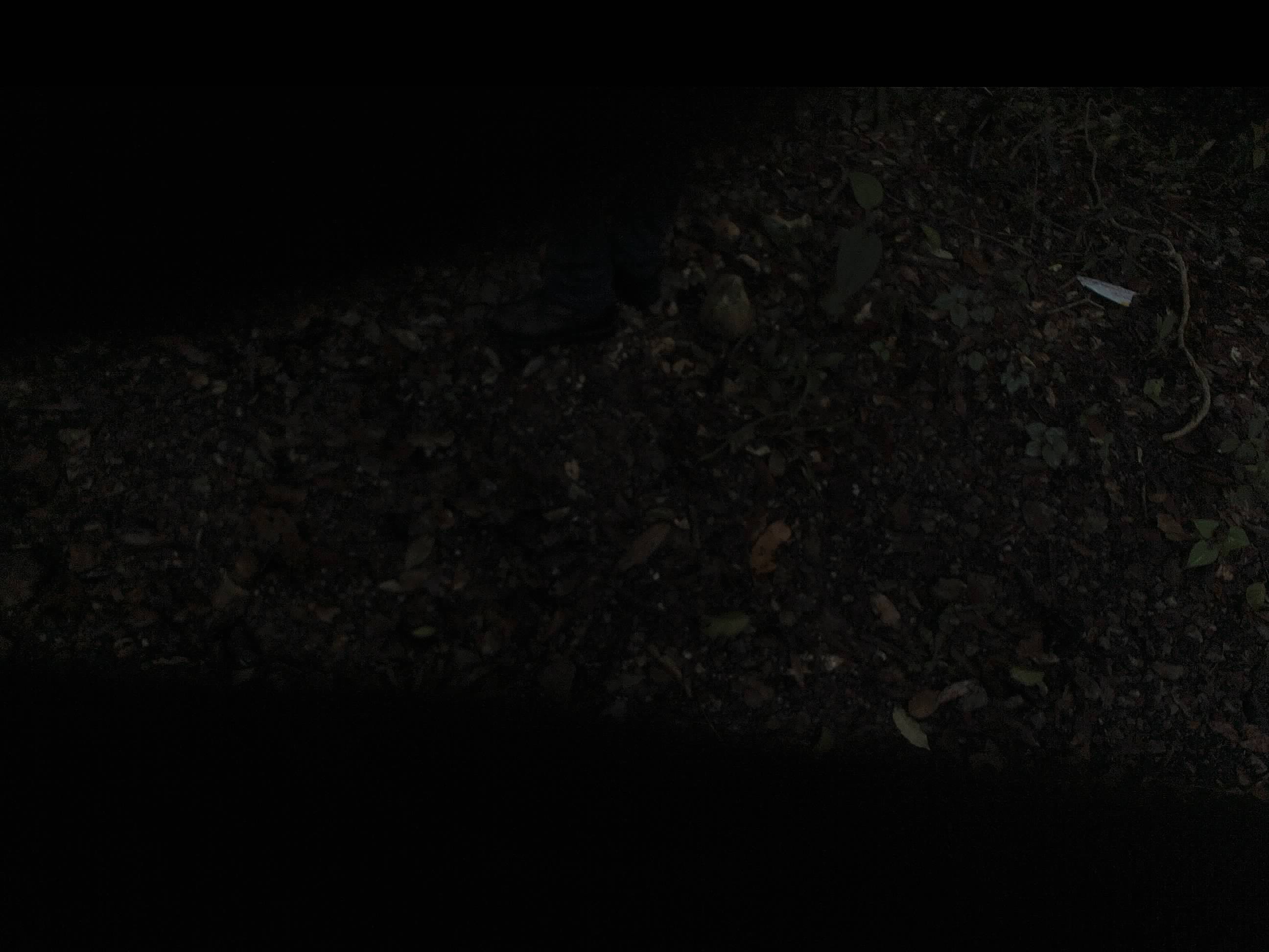 Forest monitoring image