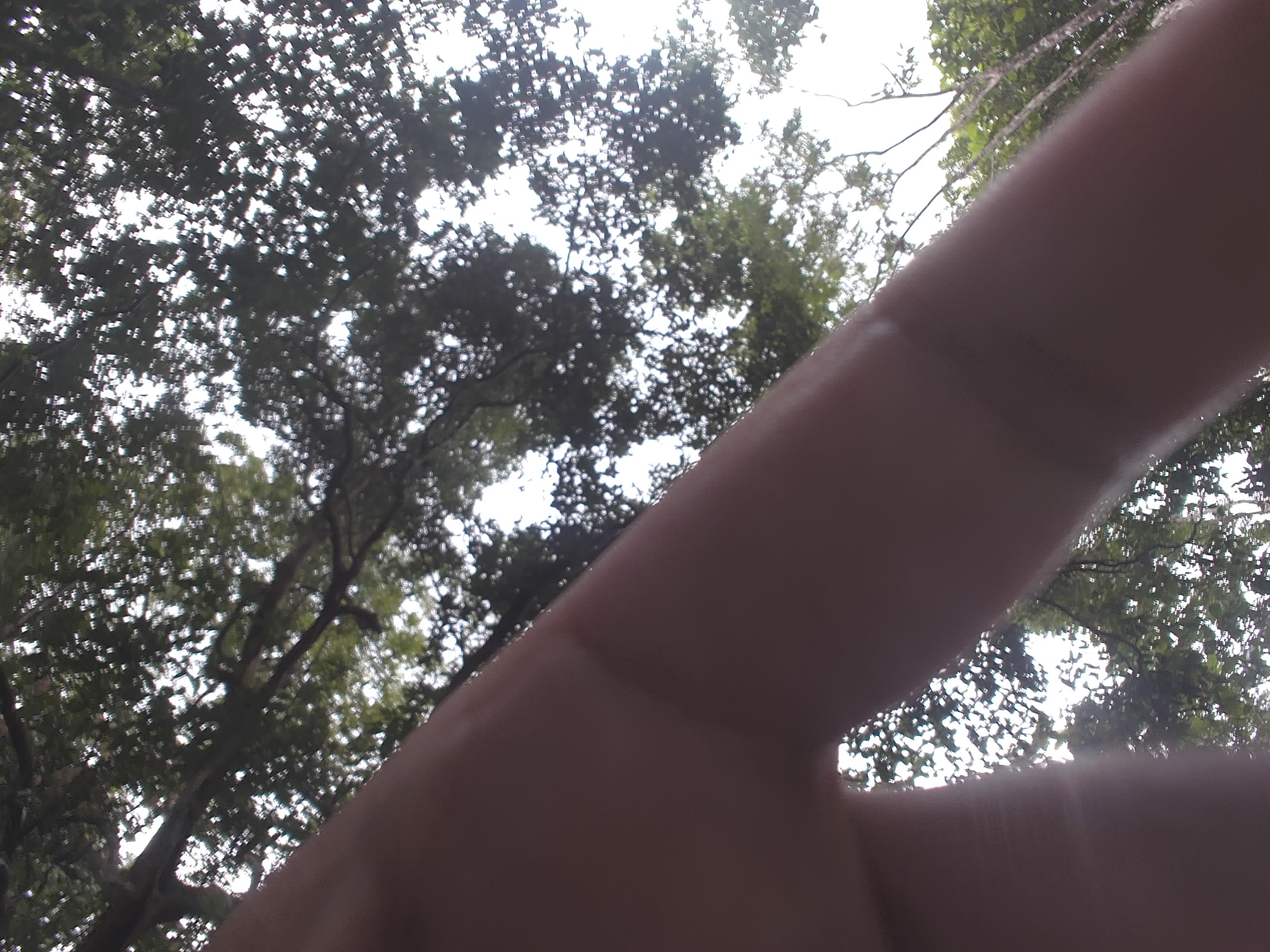 Forest monitoring image