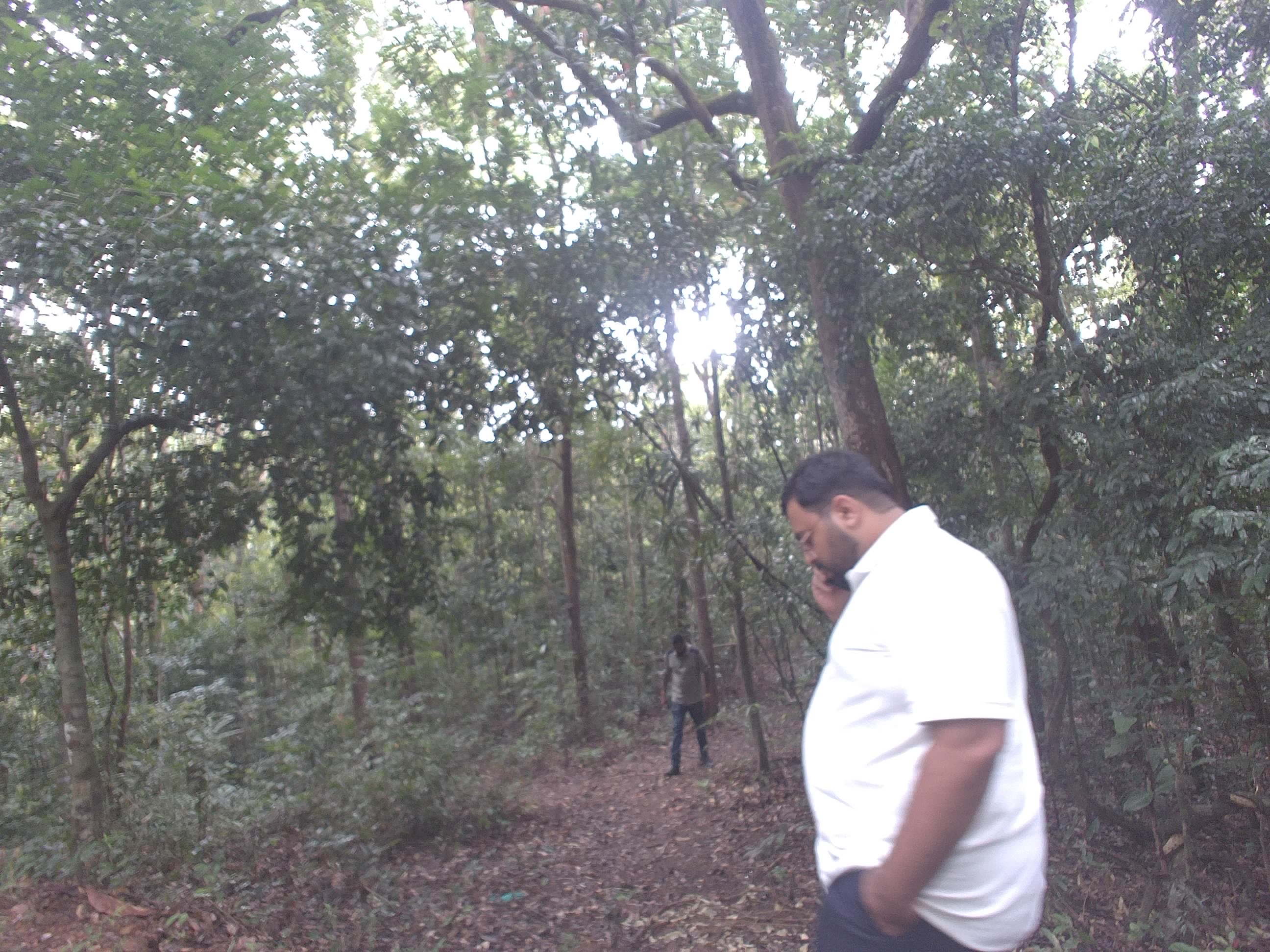 Forest monitoring image