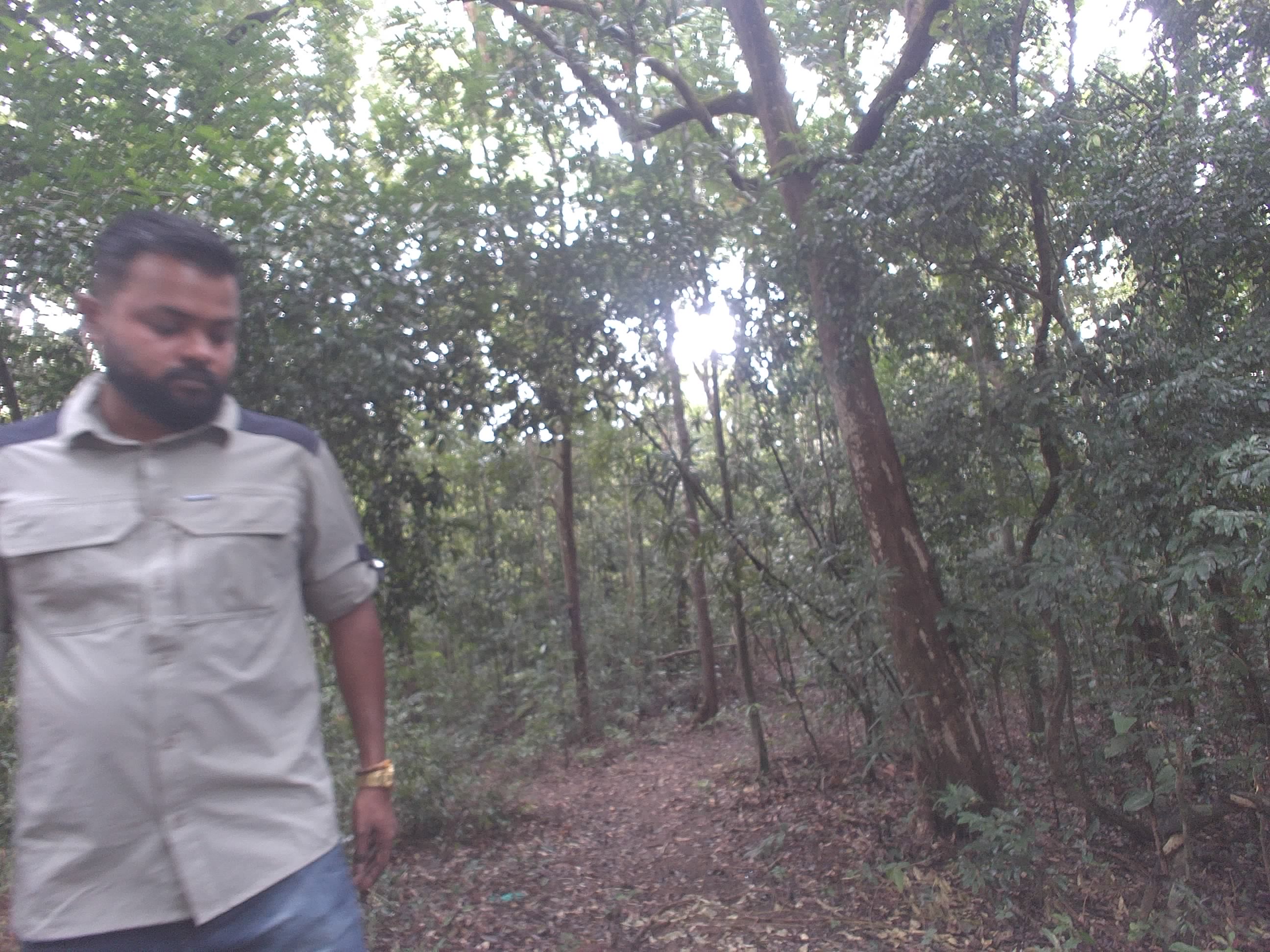 Forest monitoring image