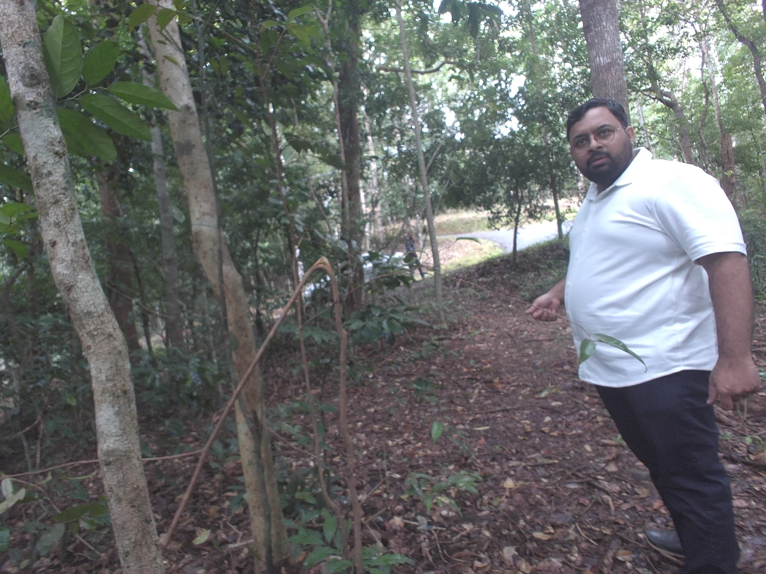 Forest monitoring image