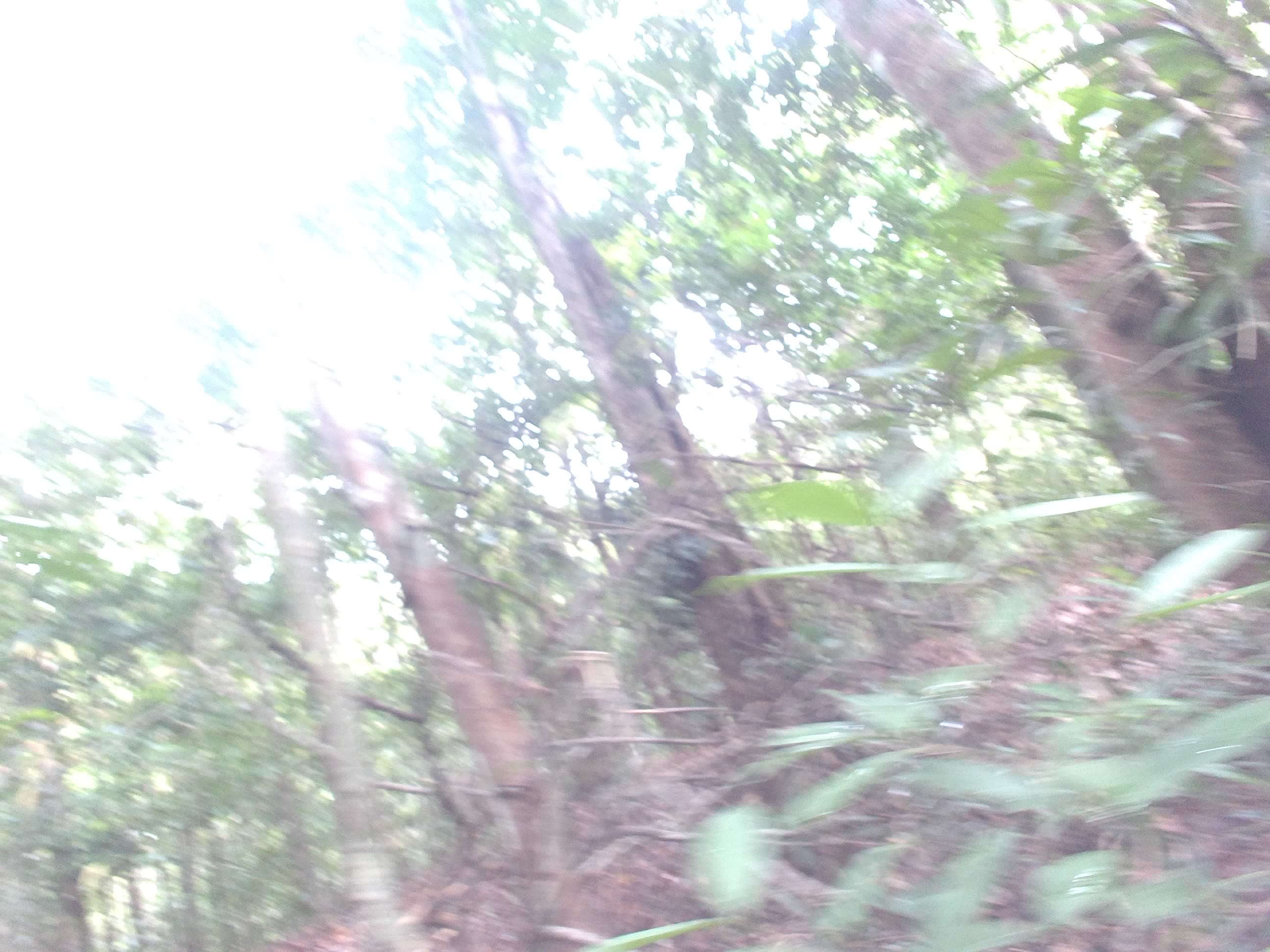 Forest monitoring image