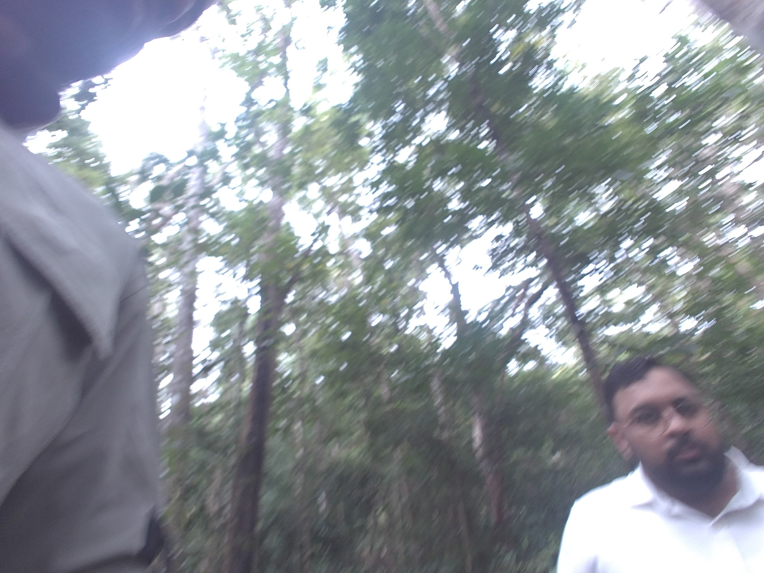 Forest monitoring image