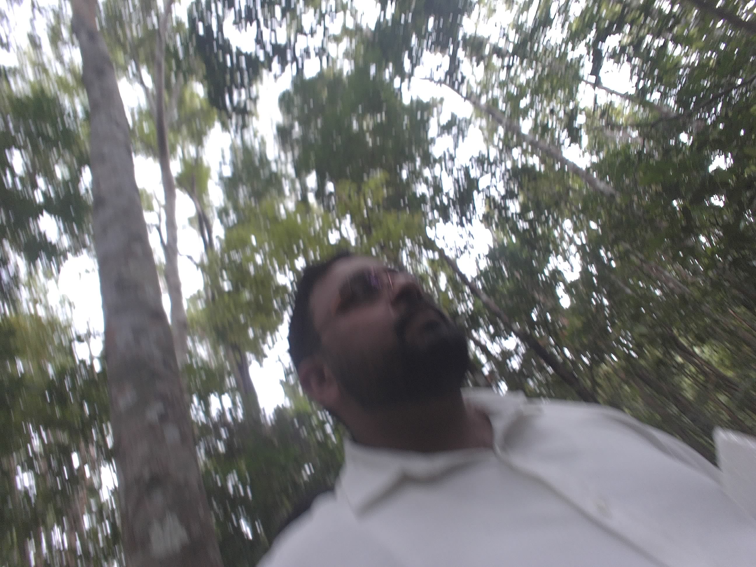 Forest monitoring image