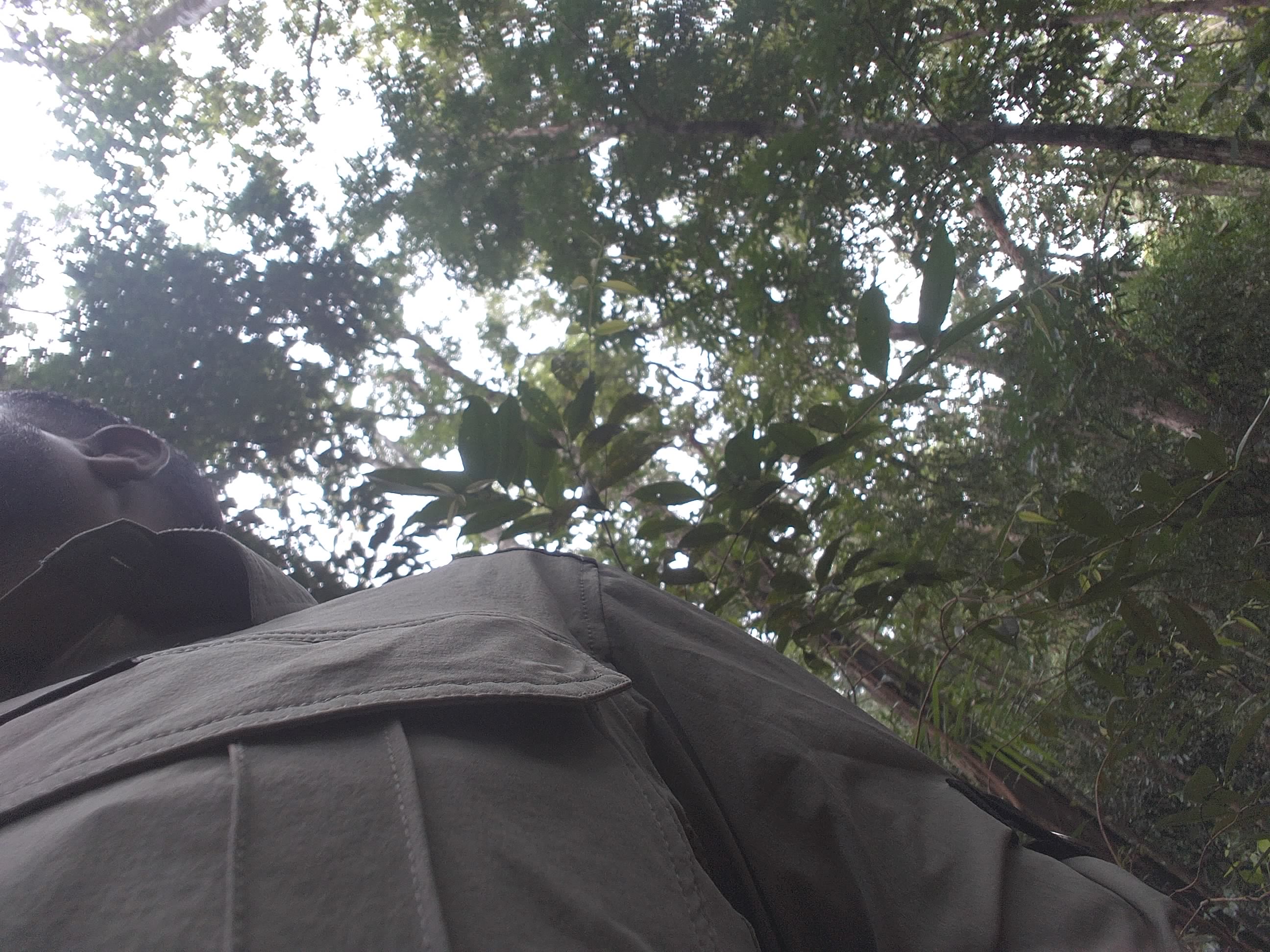 Forest monitoring image