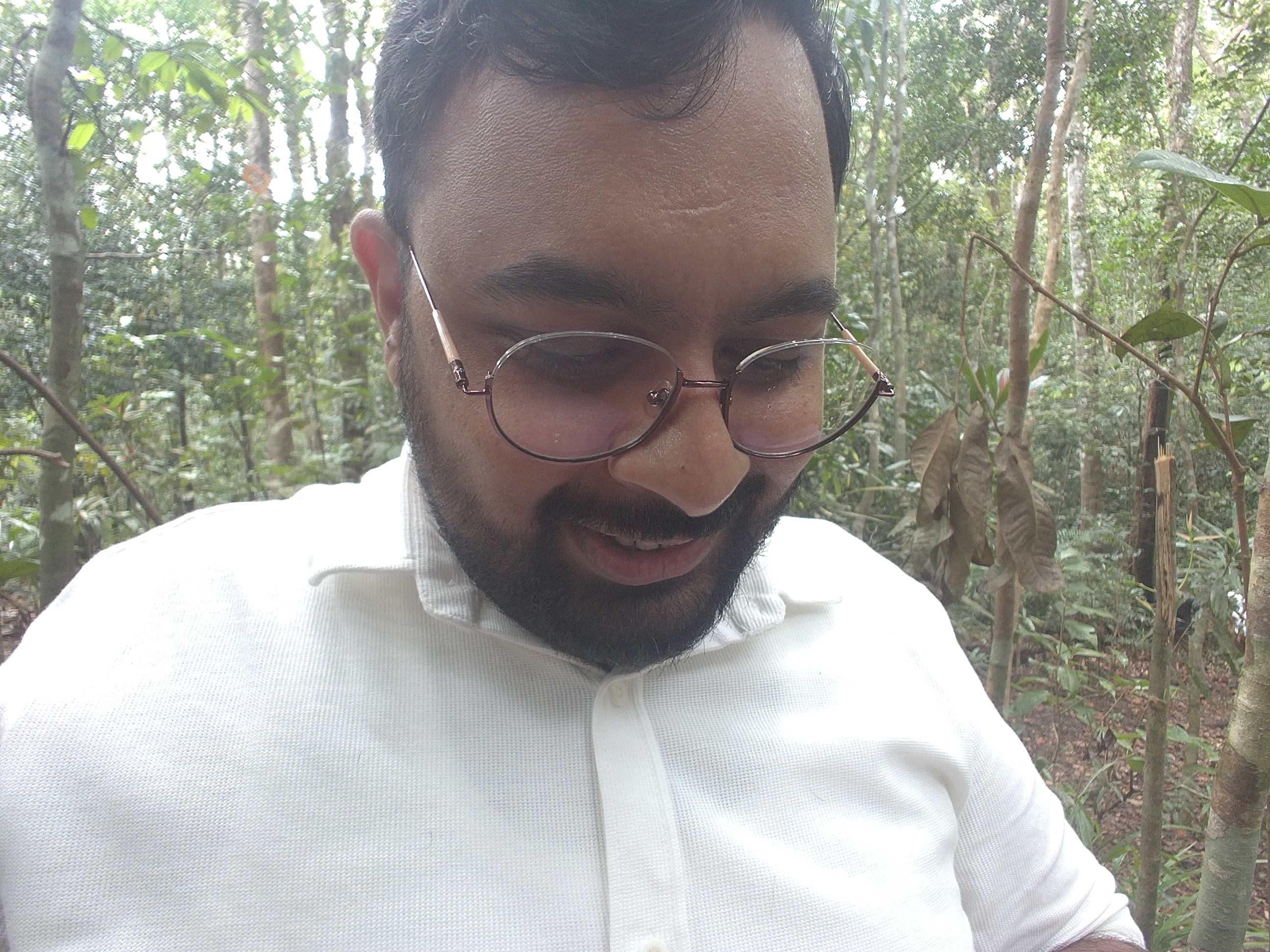 Forest monitoring image