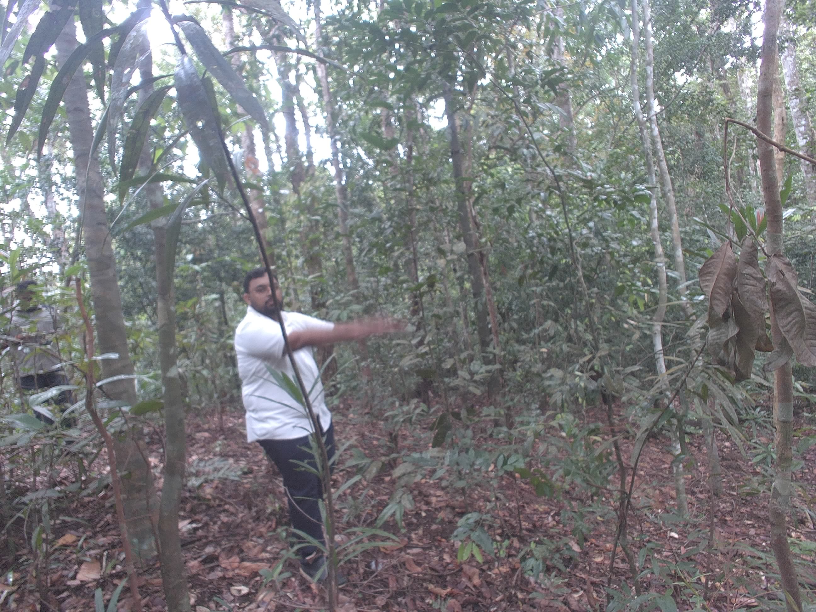 Forest monitoring image