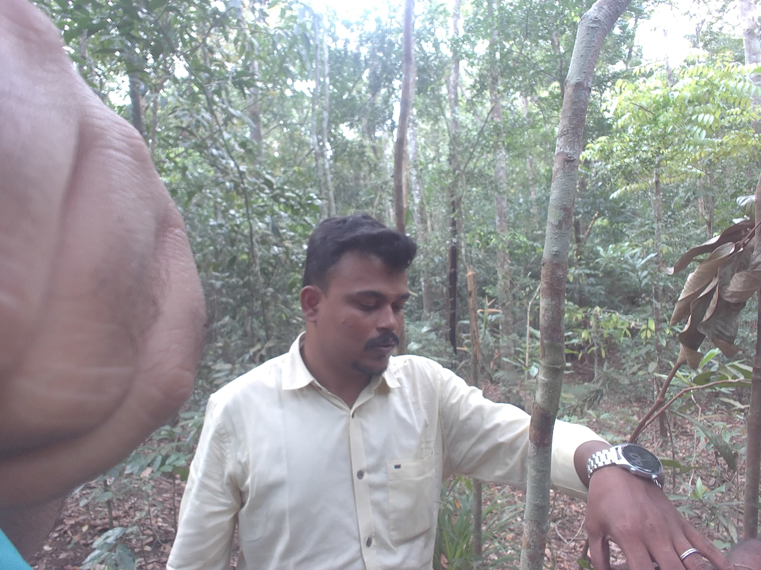 Forest monitoring image