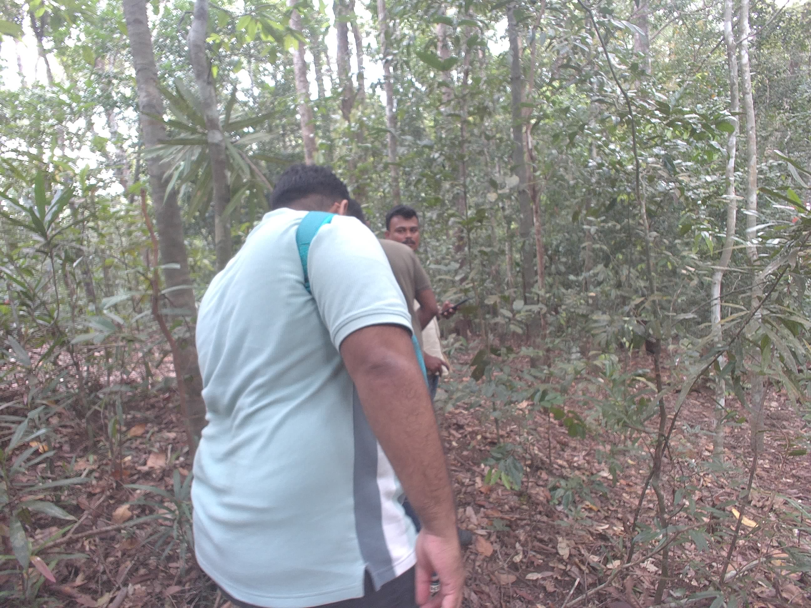 Forest monitoring image