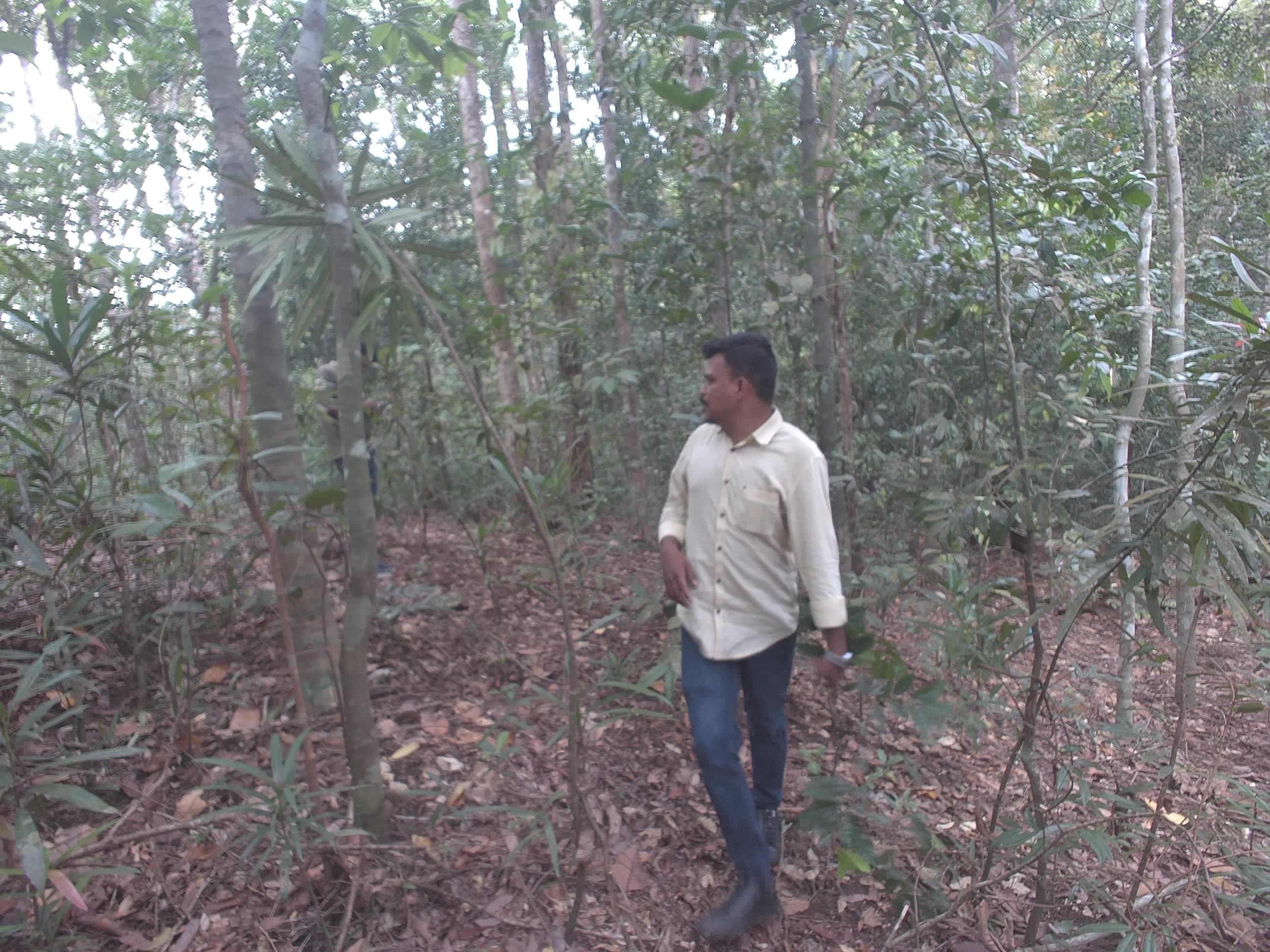 Forest monitoring image