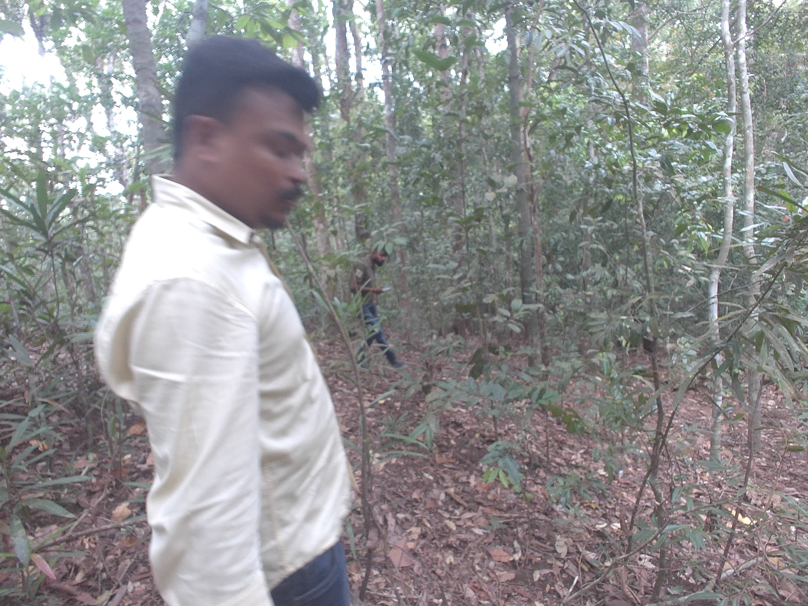 Forest monitoring image