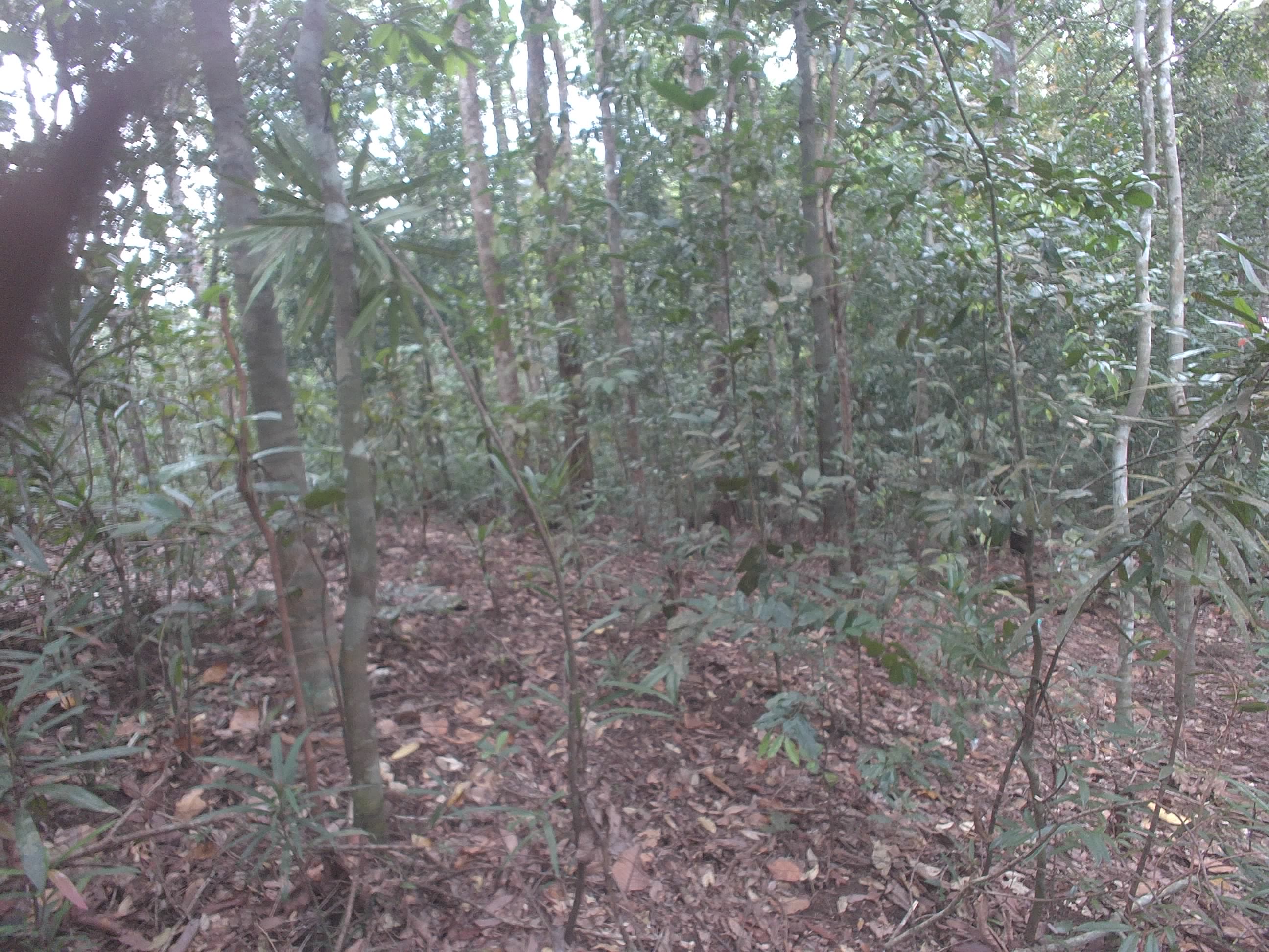 Forest monitoring image
