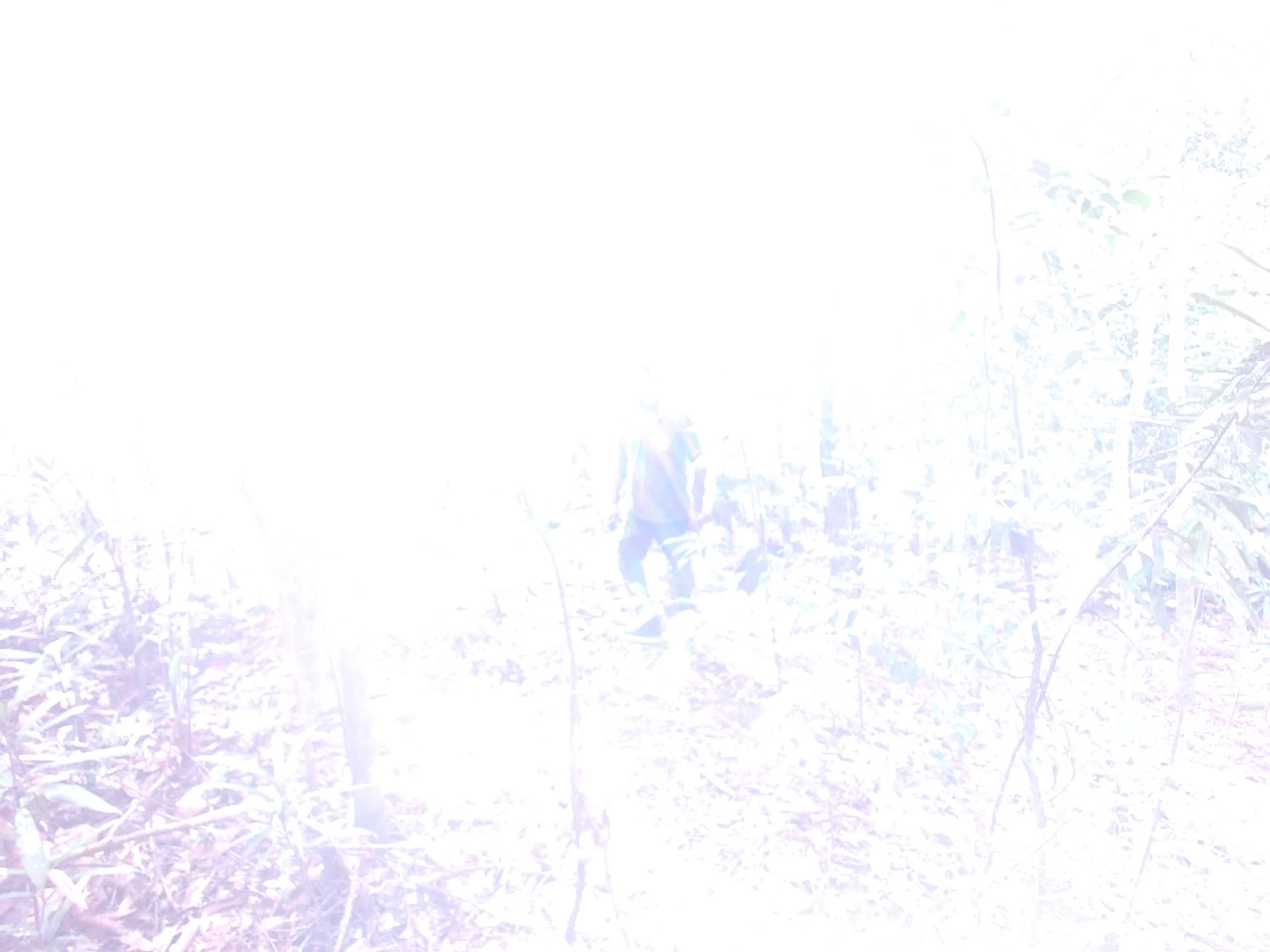 Forest monitoring image