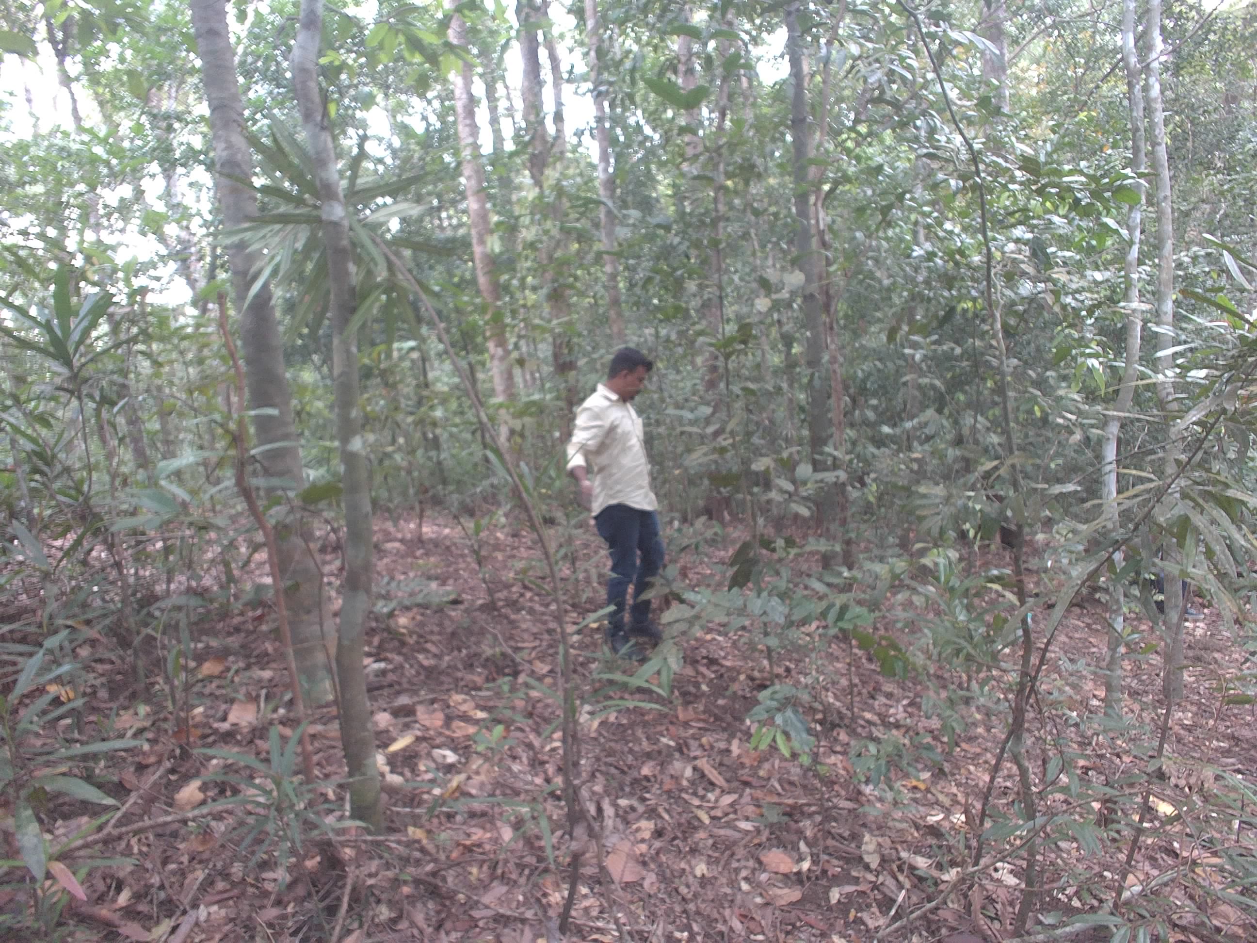 Forest monitoring image