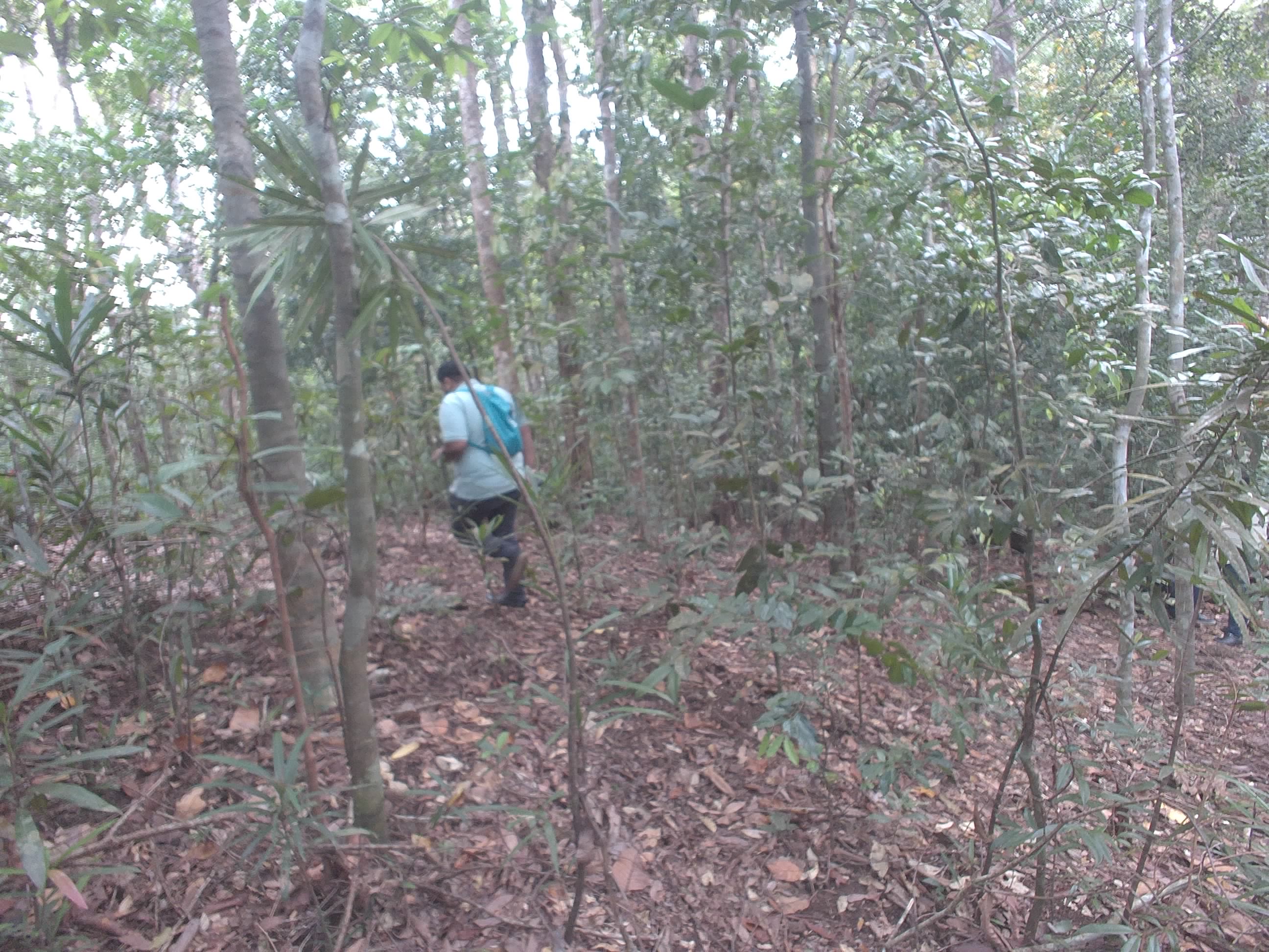 Forest monitoring image