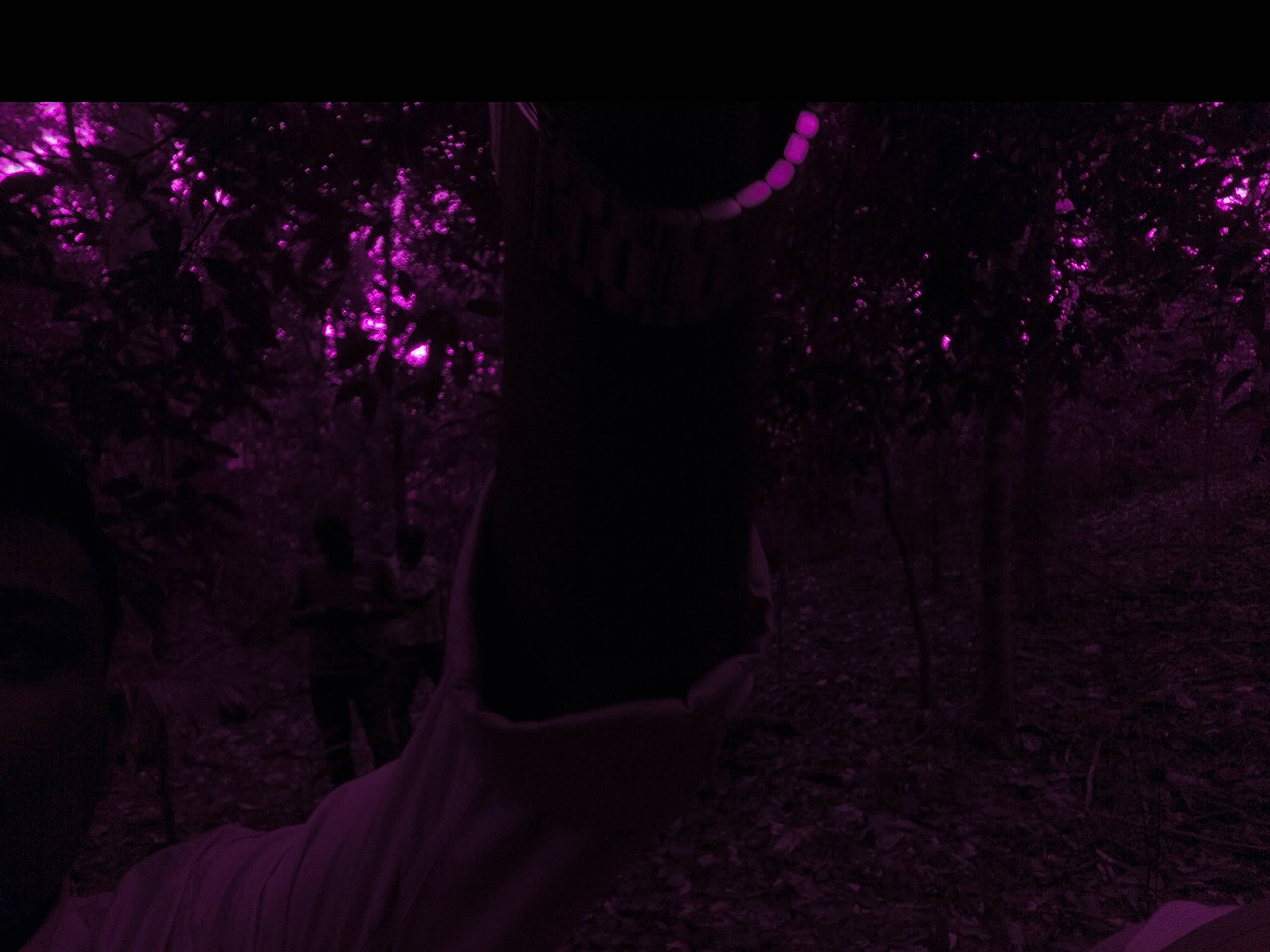 Forest monitoring image