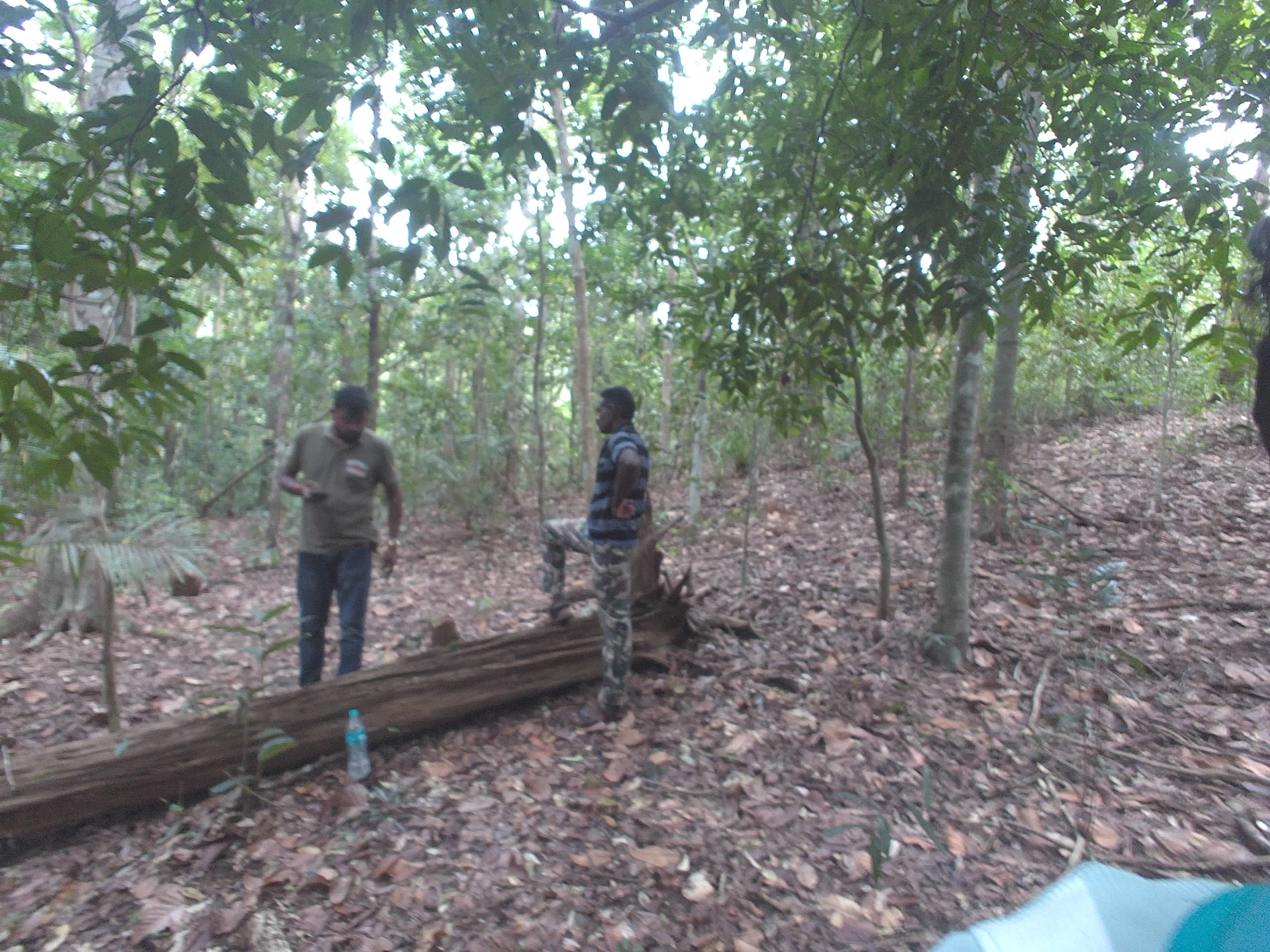 Forest monitoring image