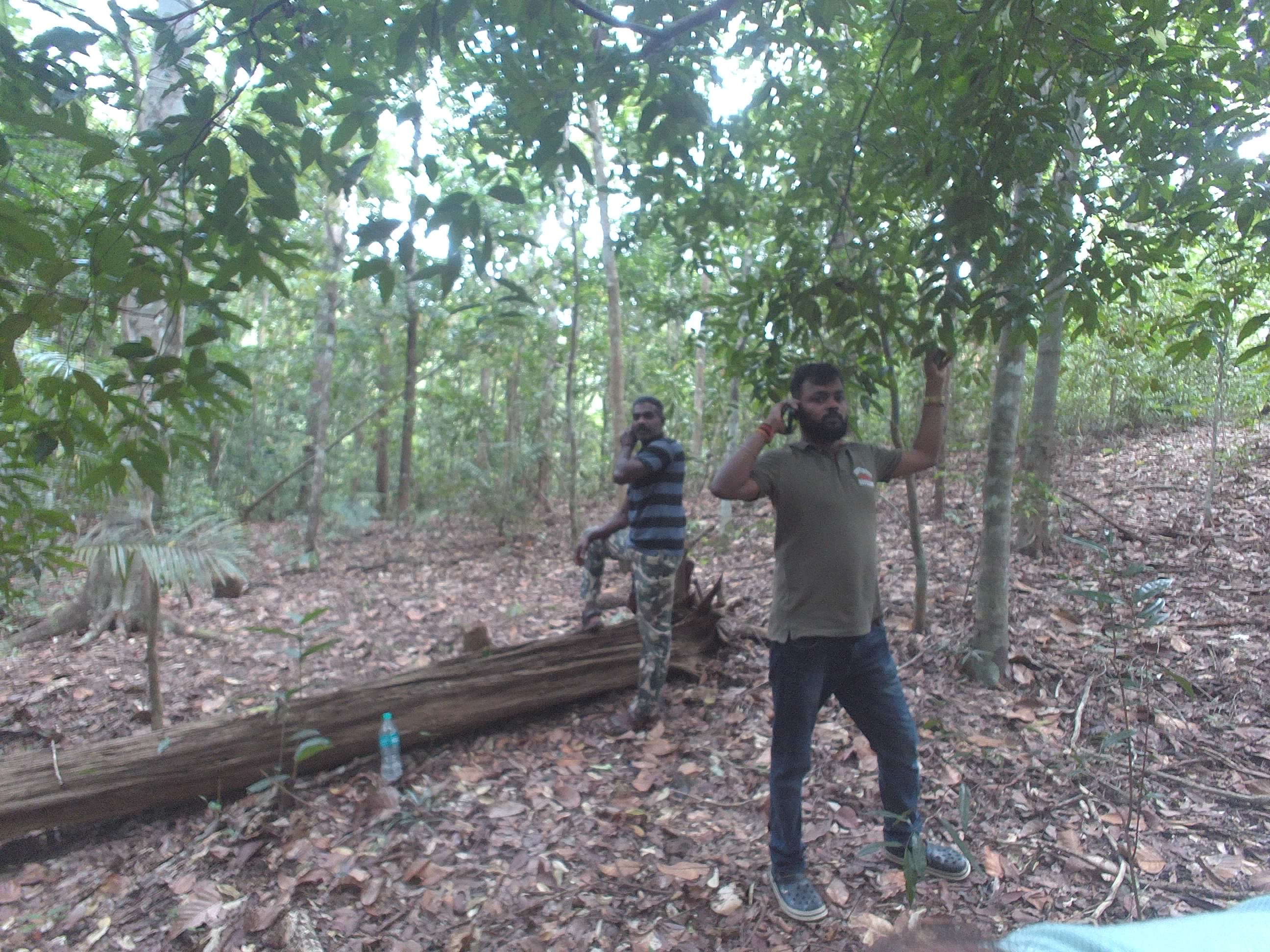 Forest monitoring image