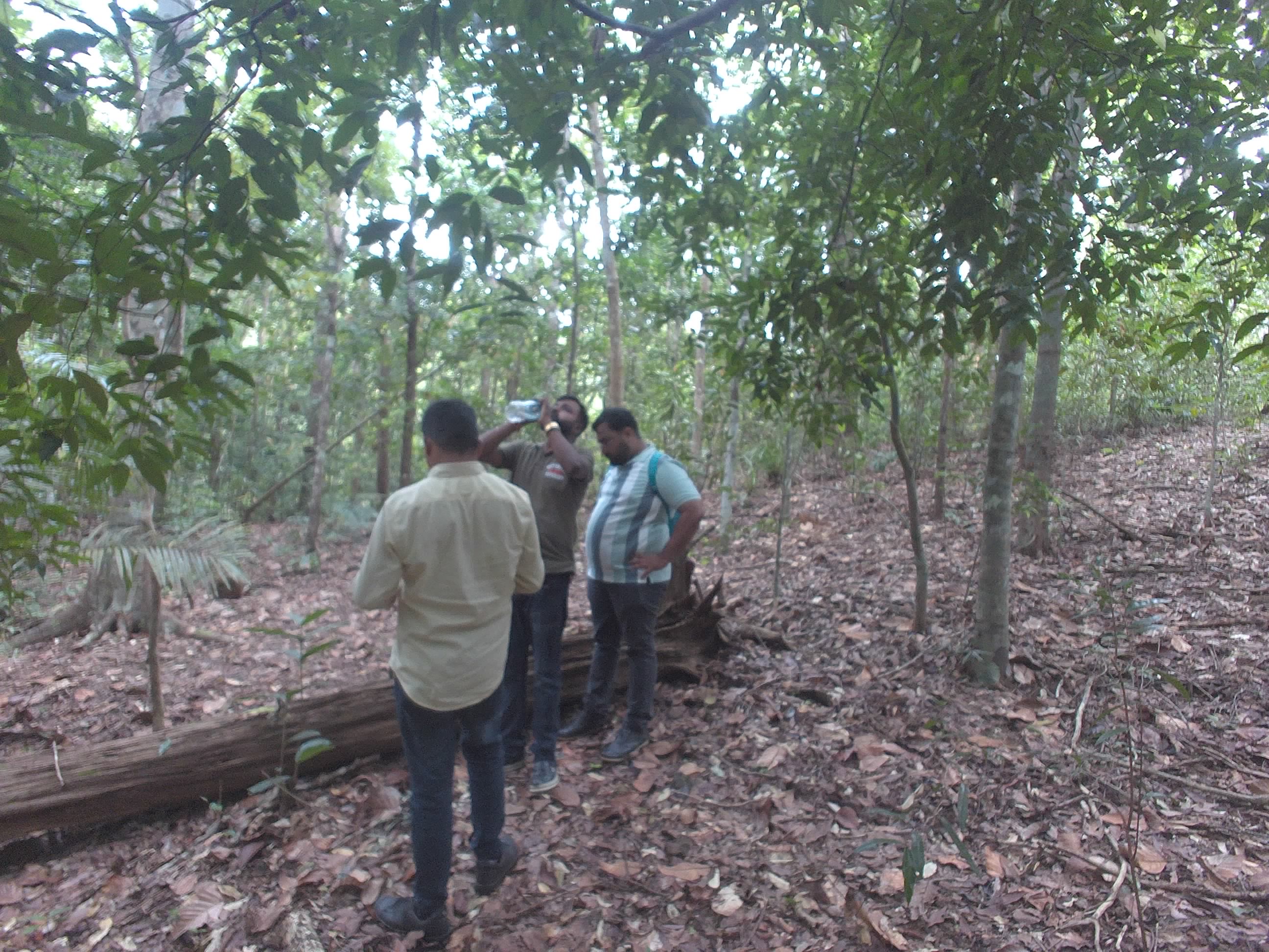 Forest monitoring image