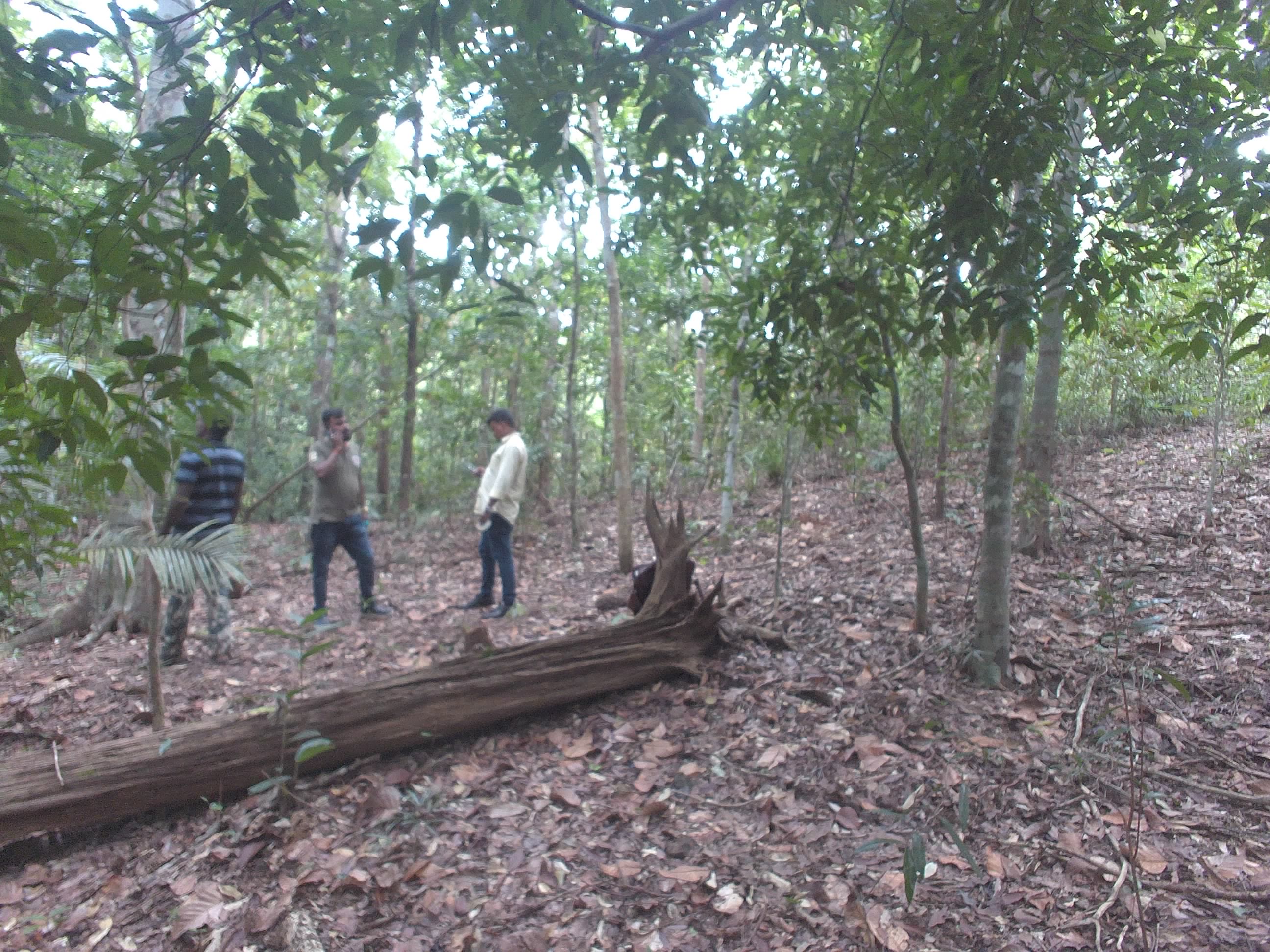 Forest monitoring image
