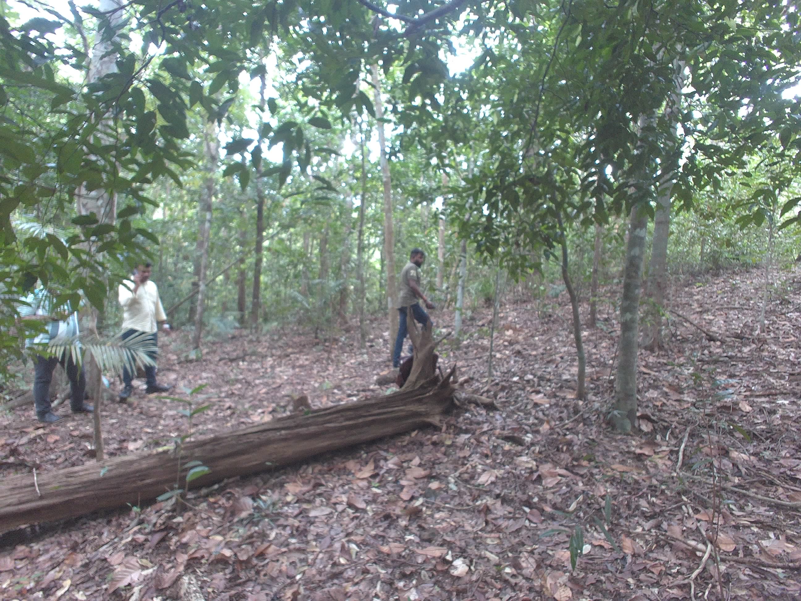 Forest monitoring image