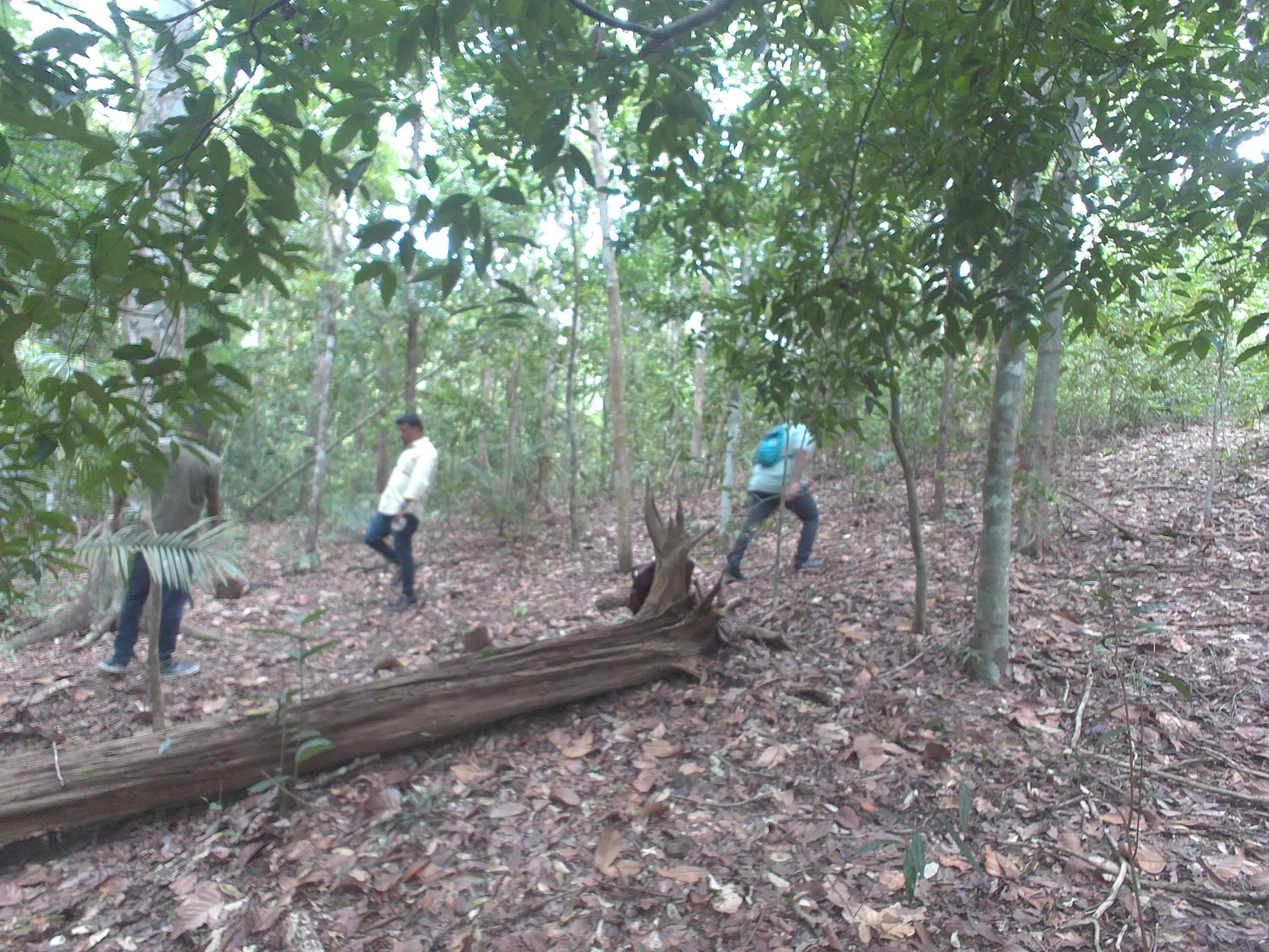 Forest monitoring image