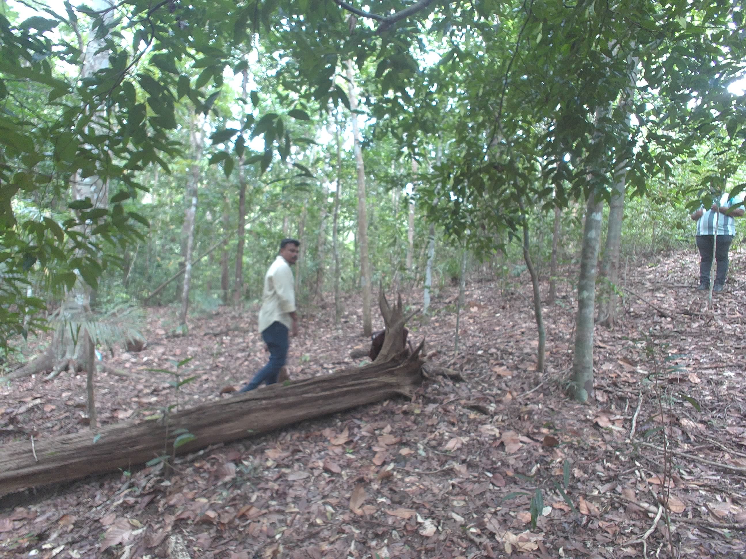 Forest monitoring image