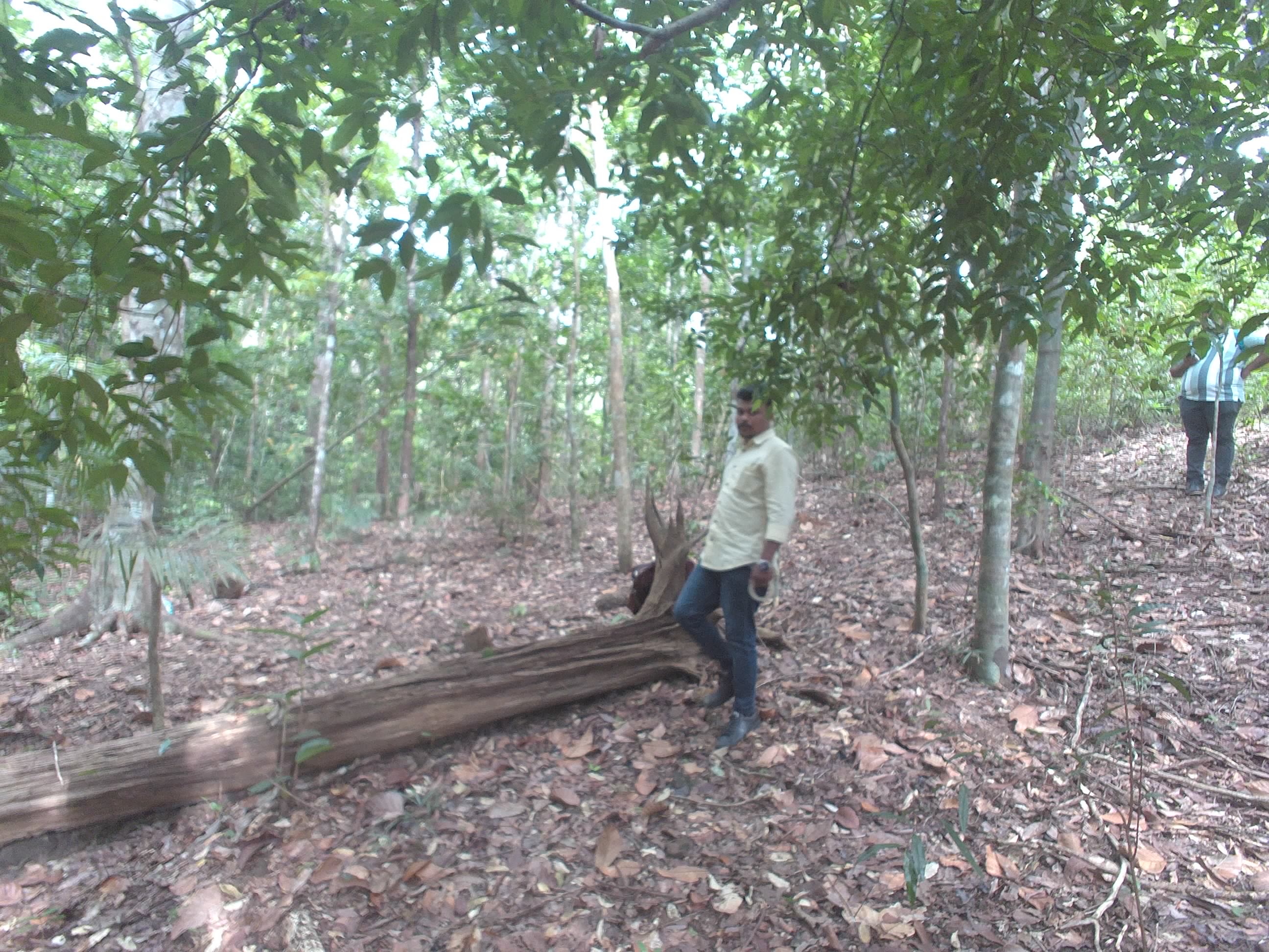 Forest monitoring image