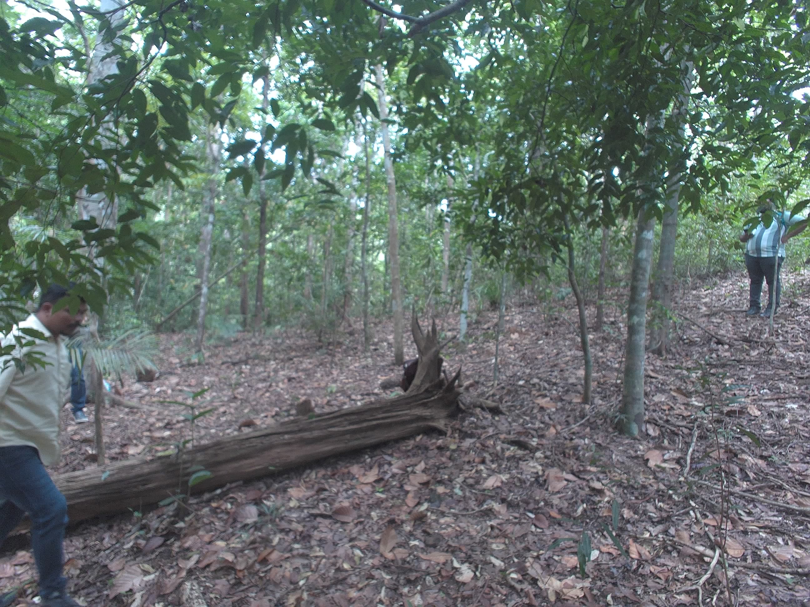 Forest monitoring image