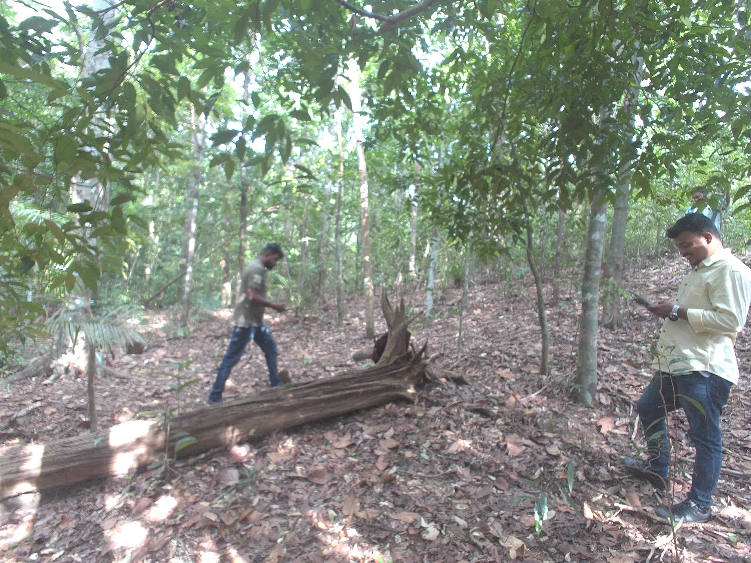 Forest monitoring image
