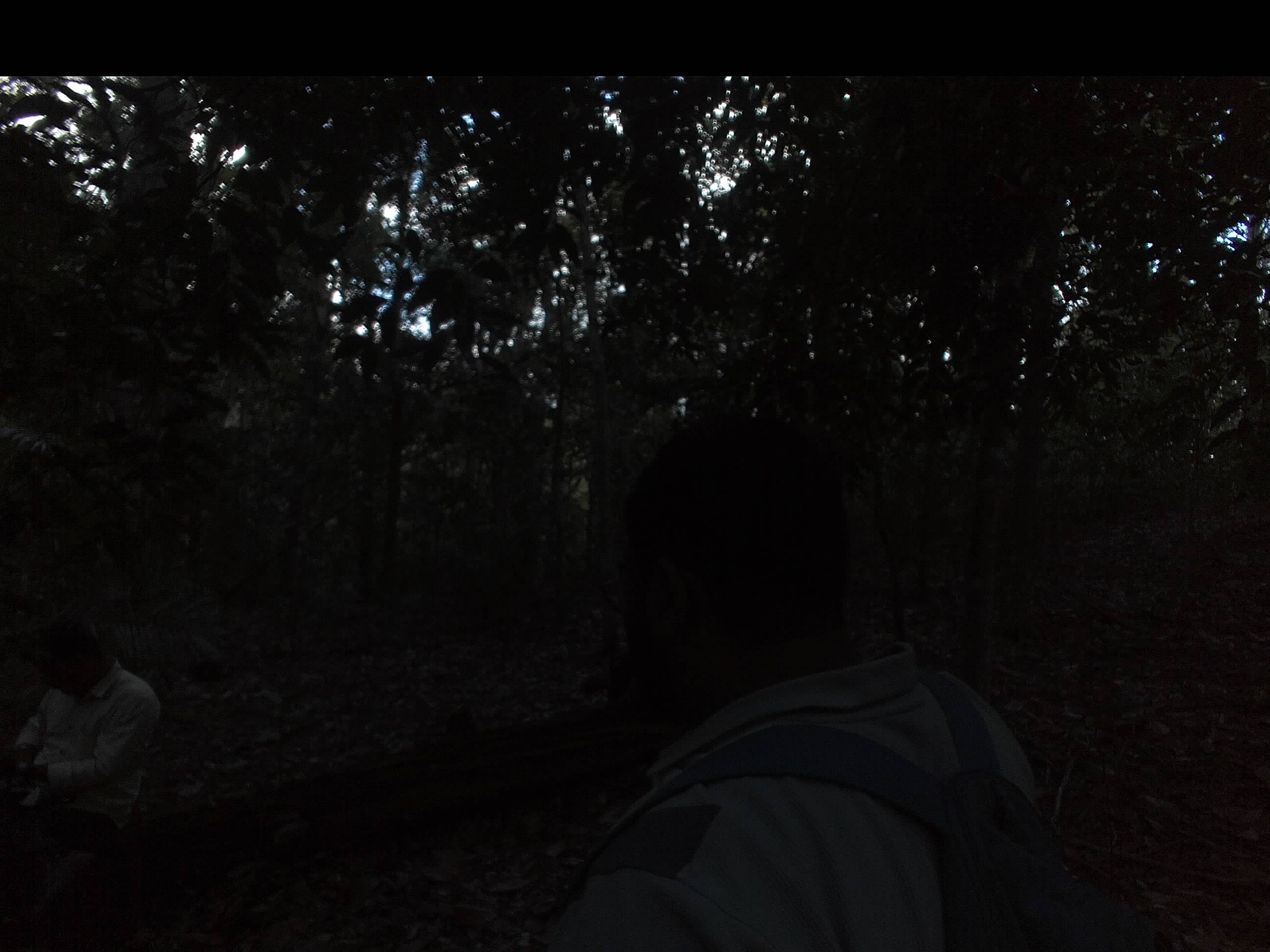 Forest monitoring image