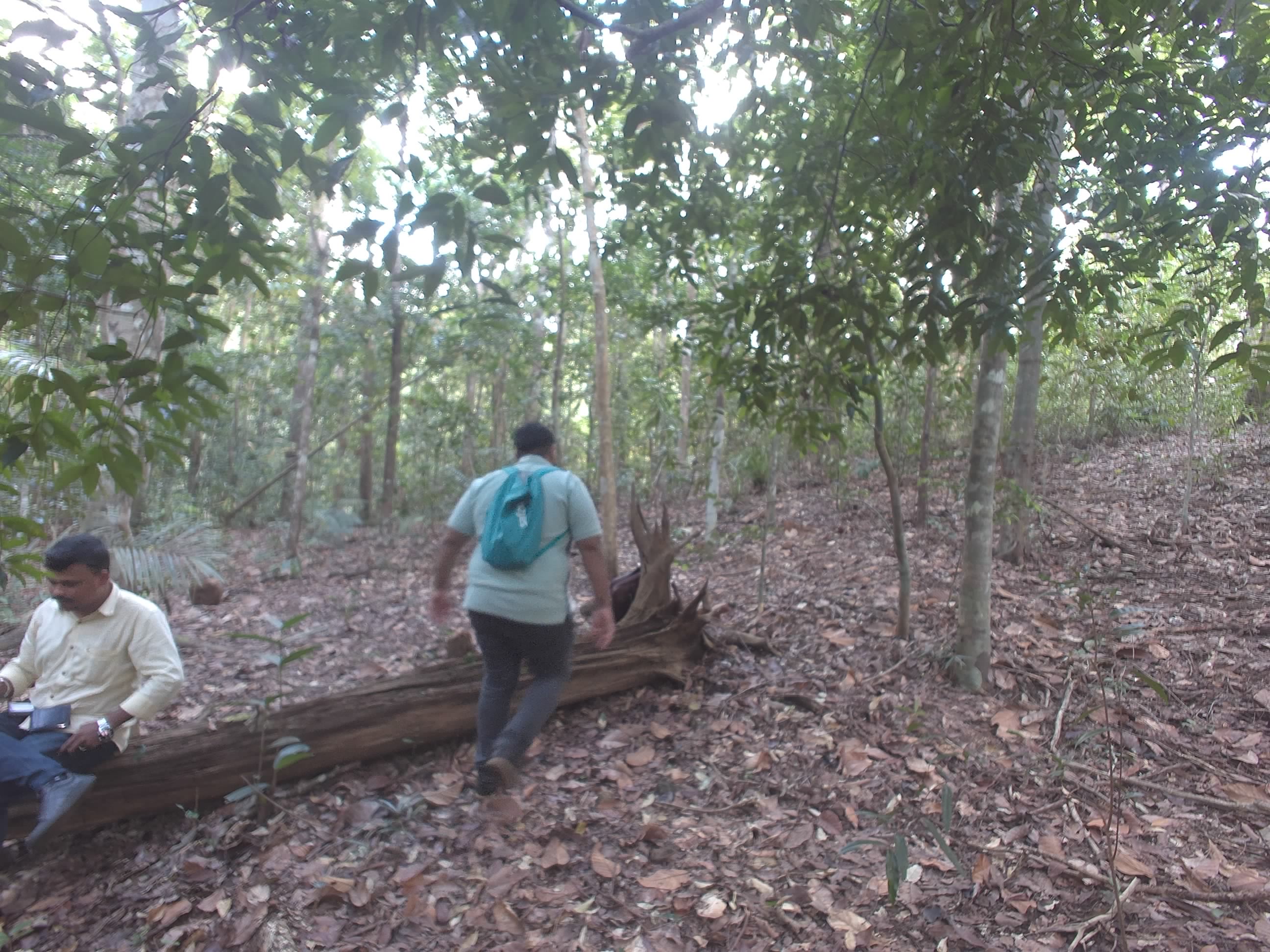 Forest monitoring image