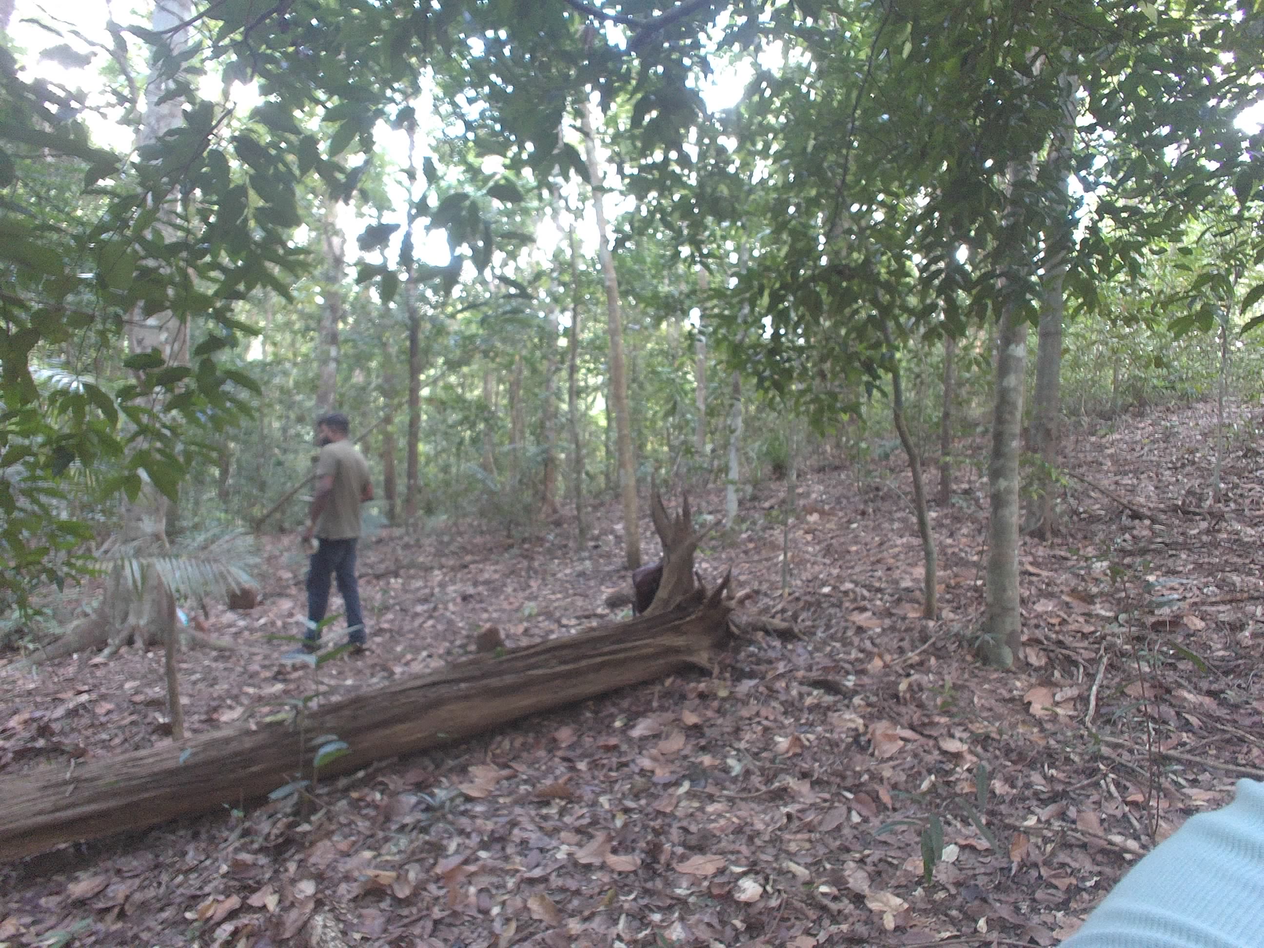 Forest monitoring image