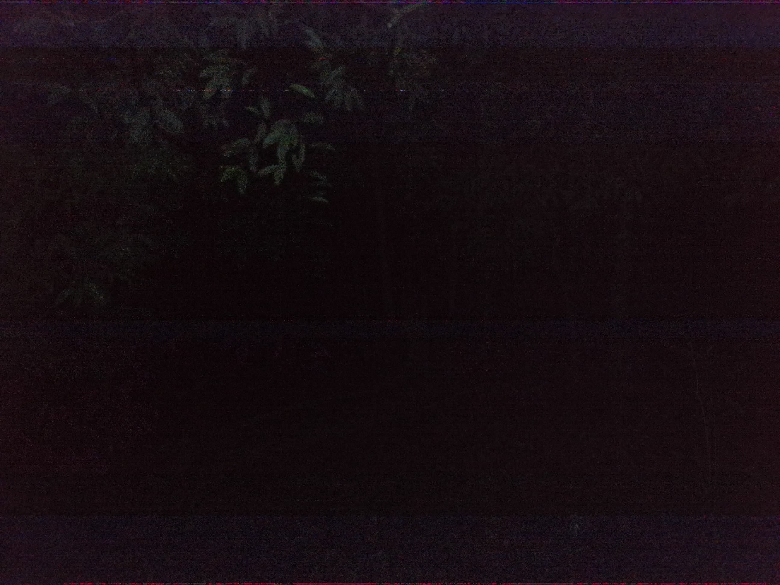 Forest monitoring image