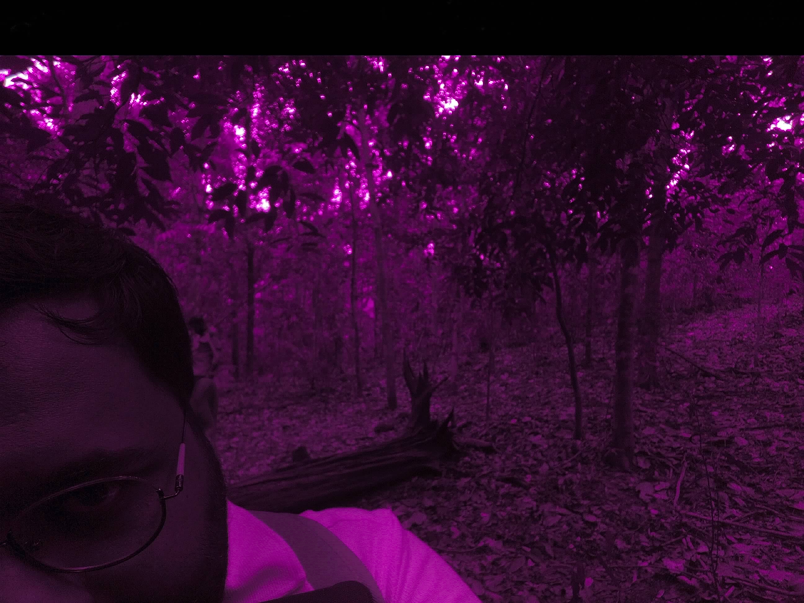 Forest monitoring image