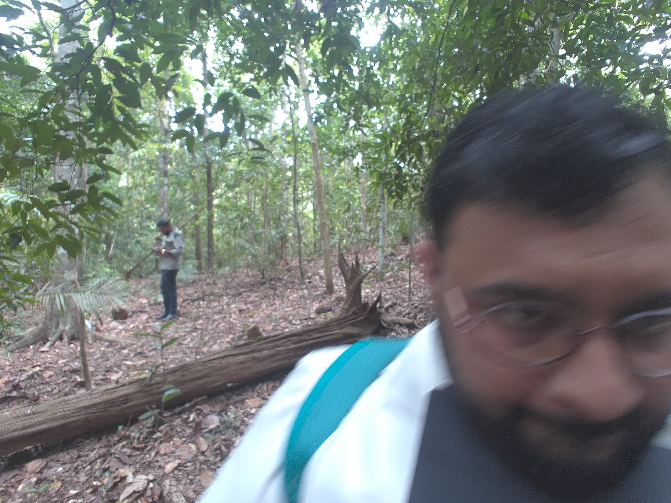 Forest monitoring image