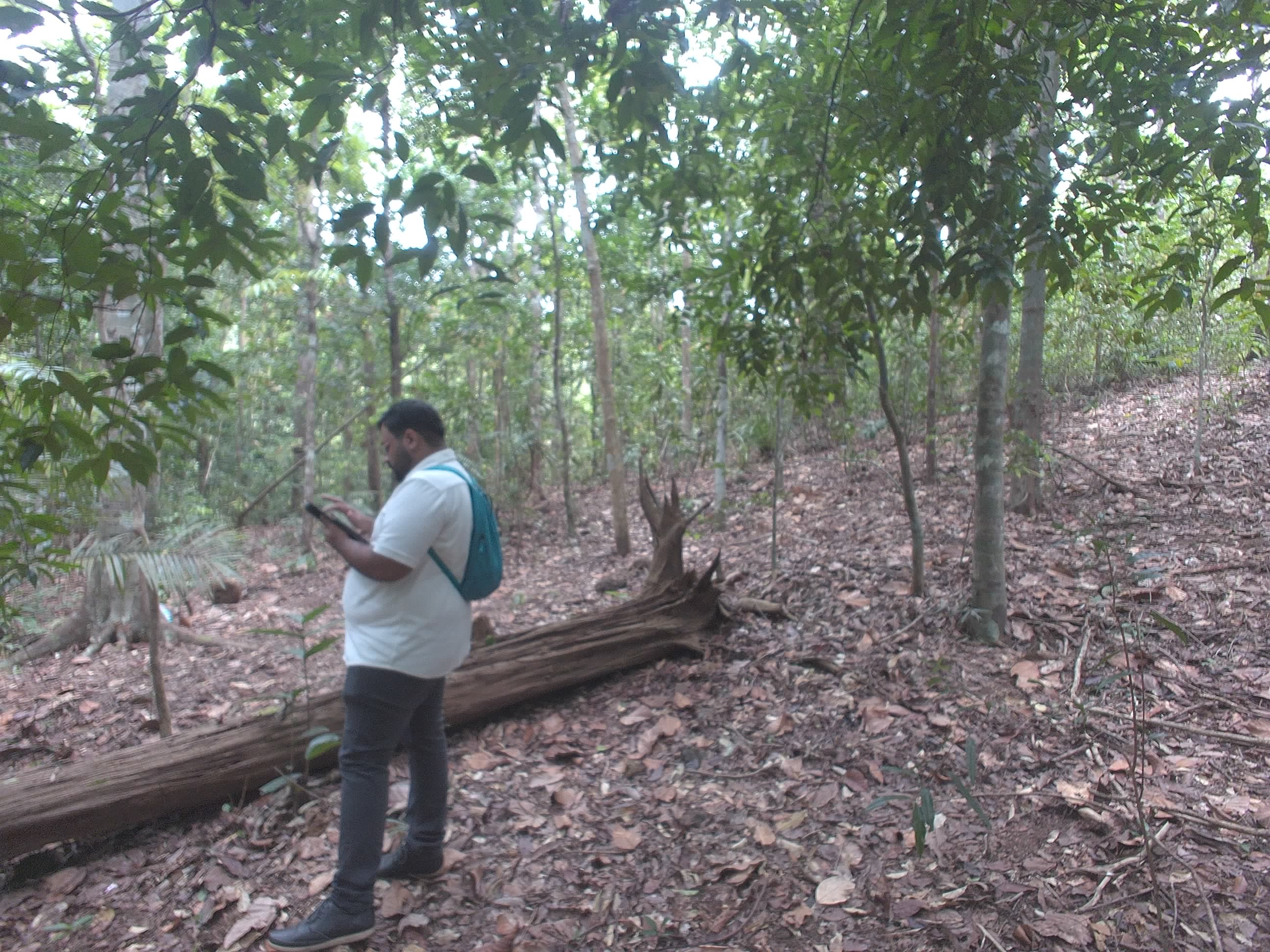 Forest monitoring image