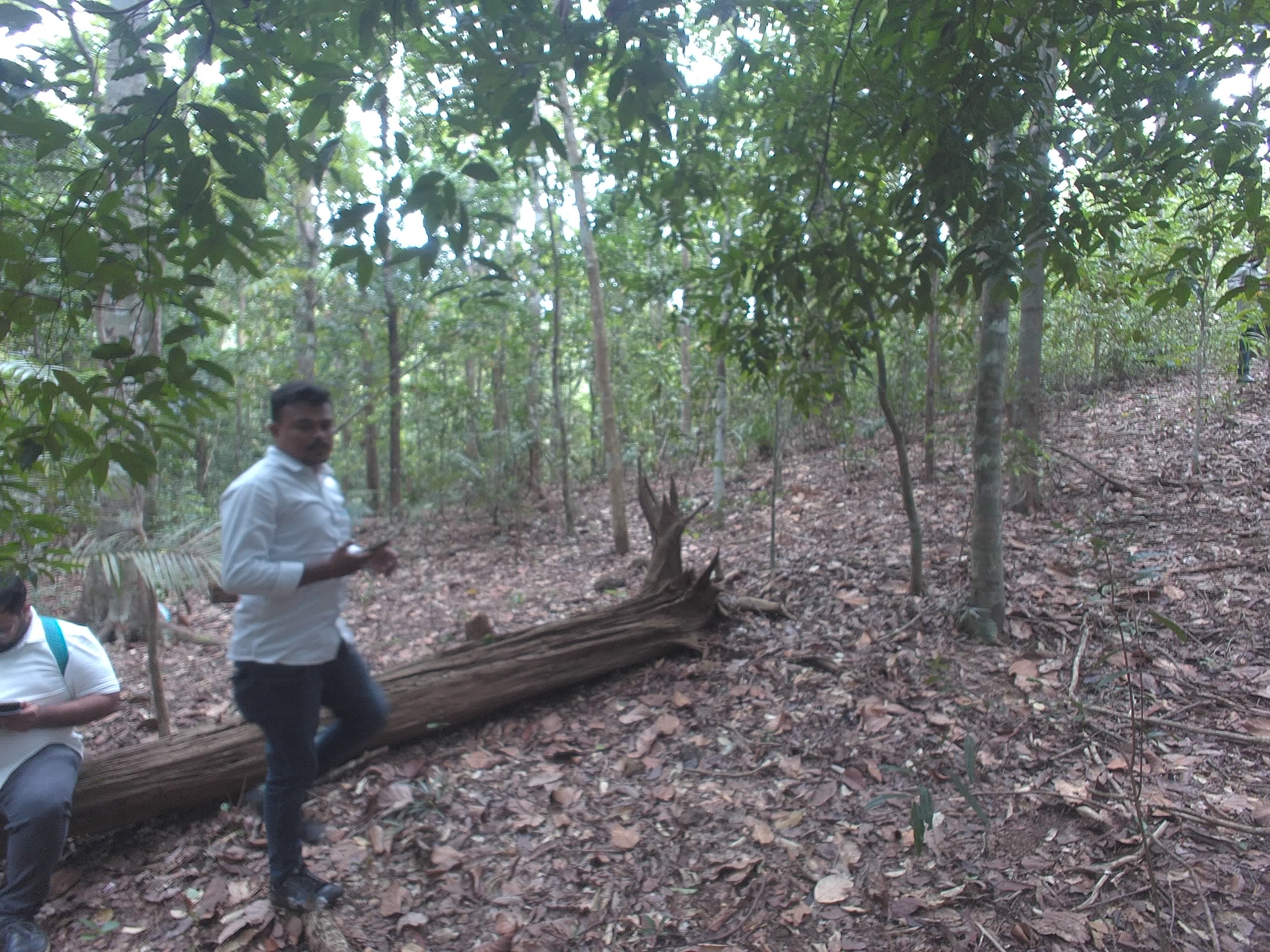 Forest monitoring image