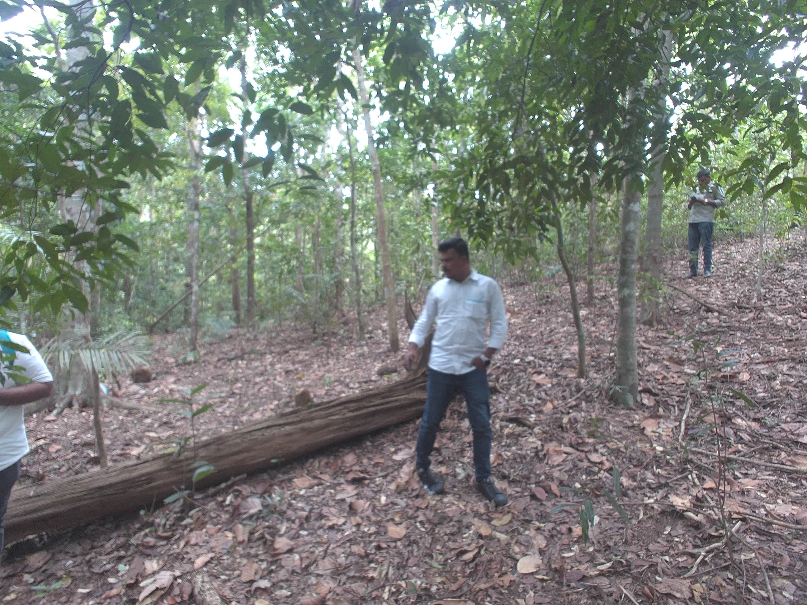 Forest monitoring image