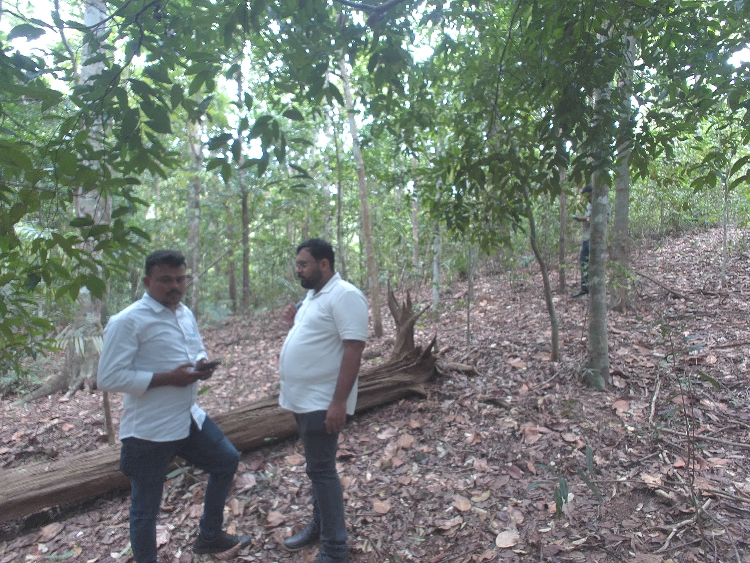 Forest monitoring image