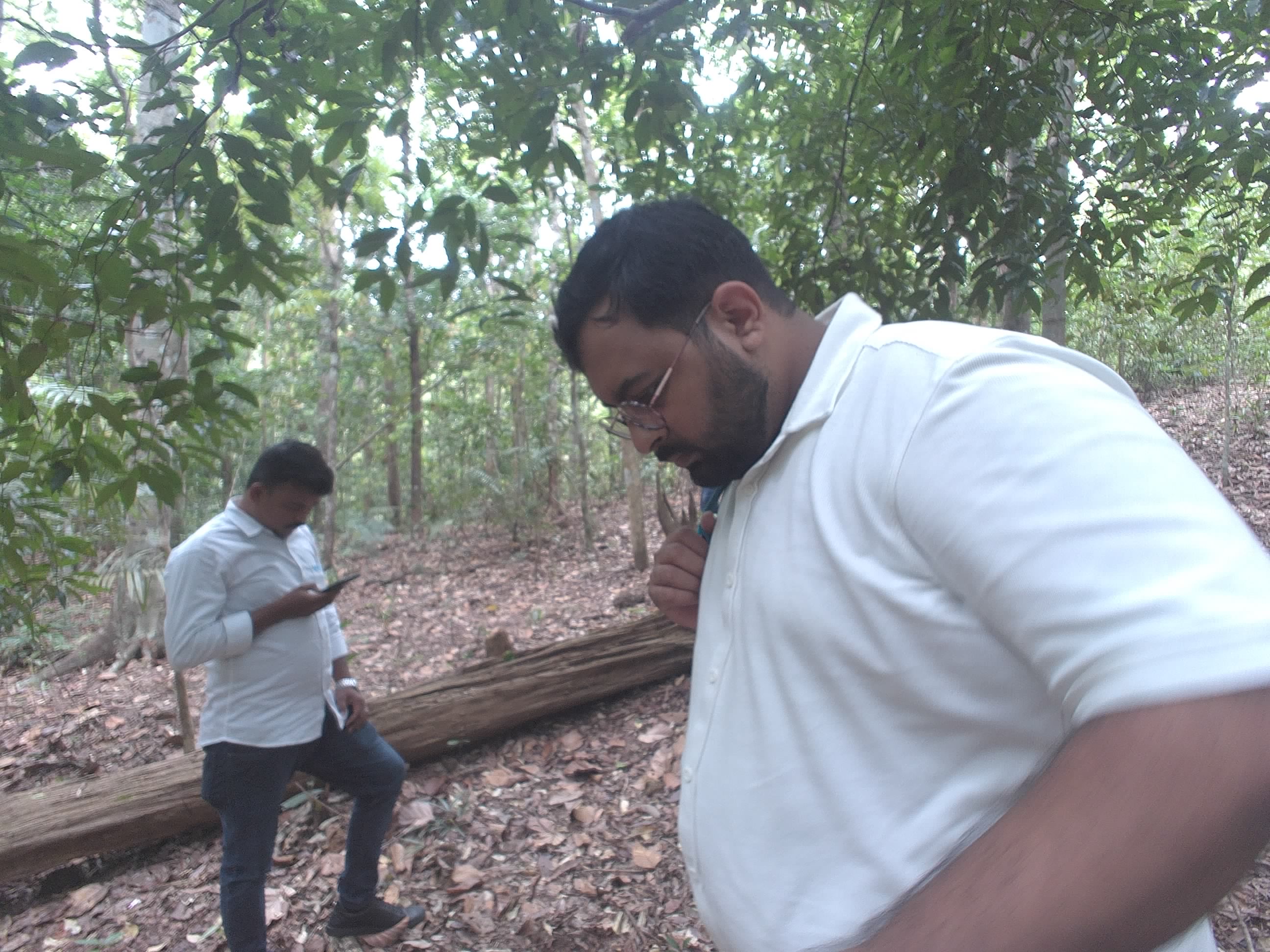 Forest monitoring image