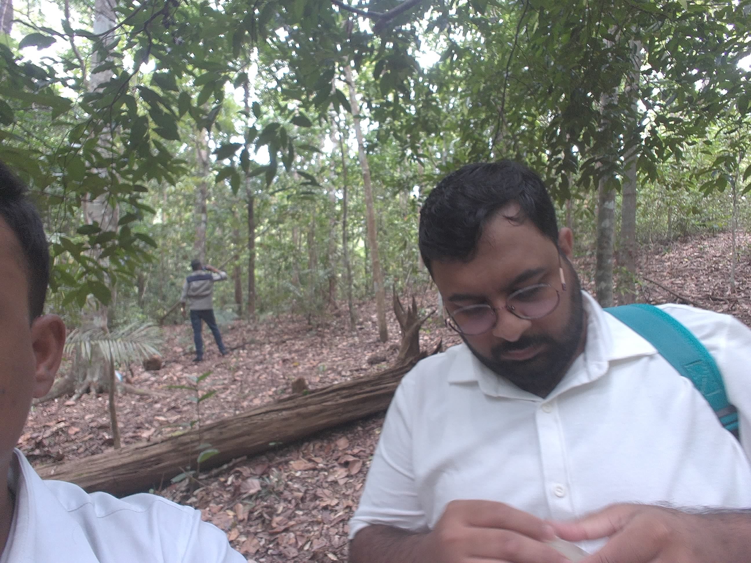 Forest monitoring image