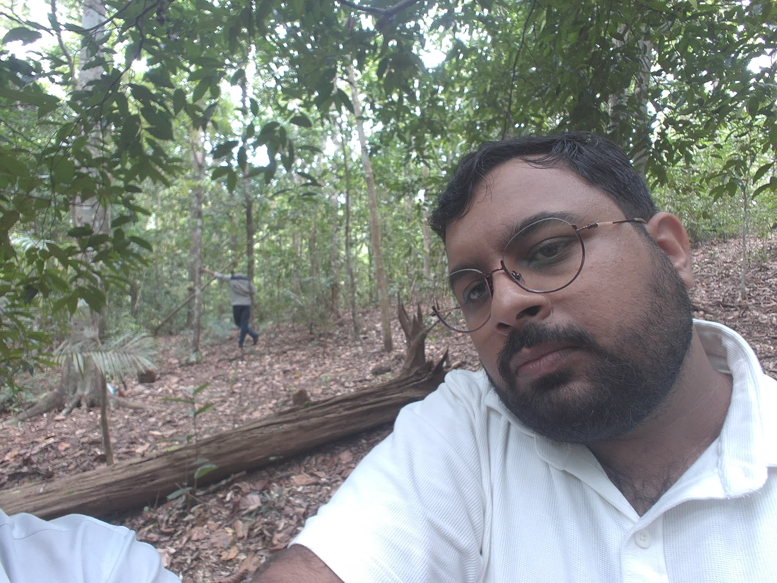 Forest monitoring image