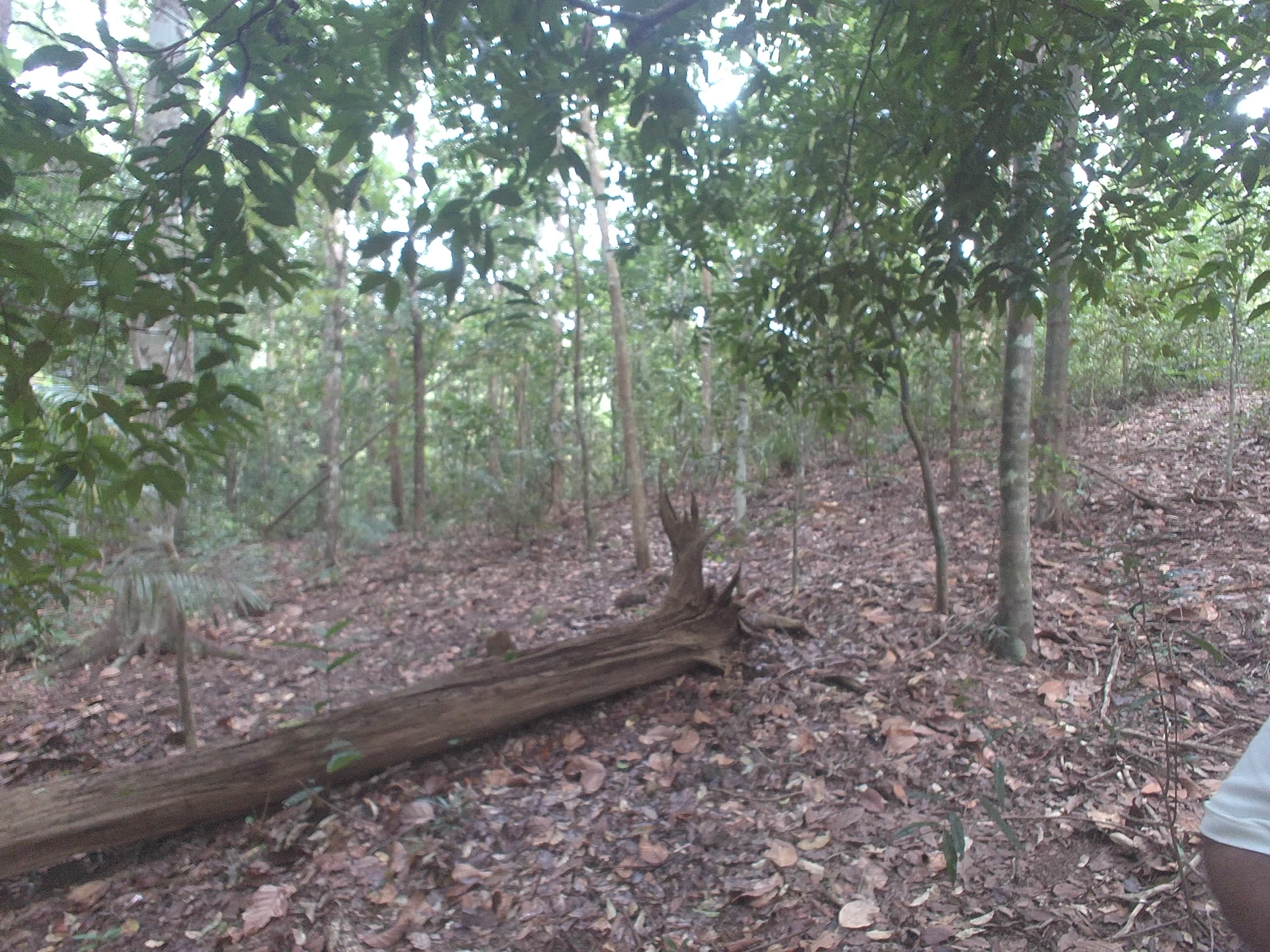 Forest monitoring image