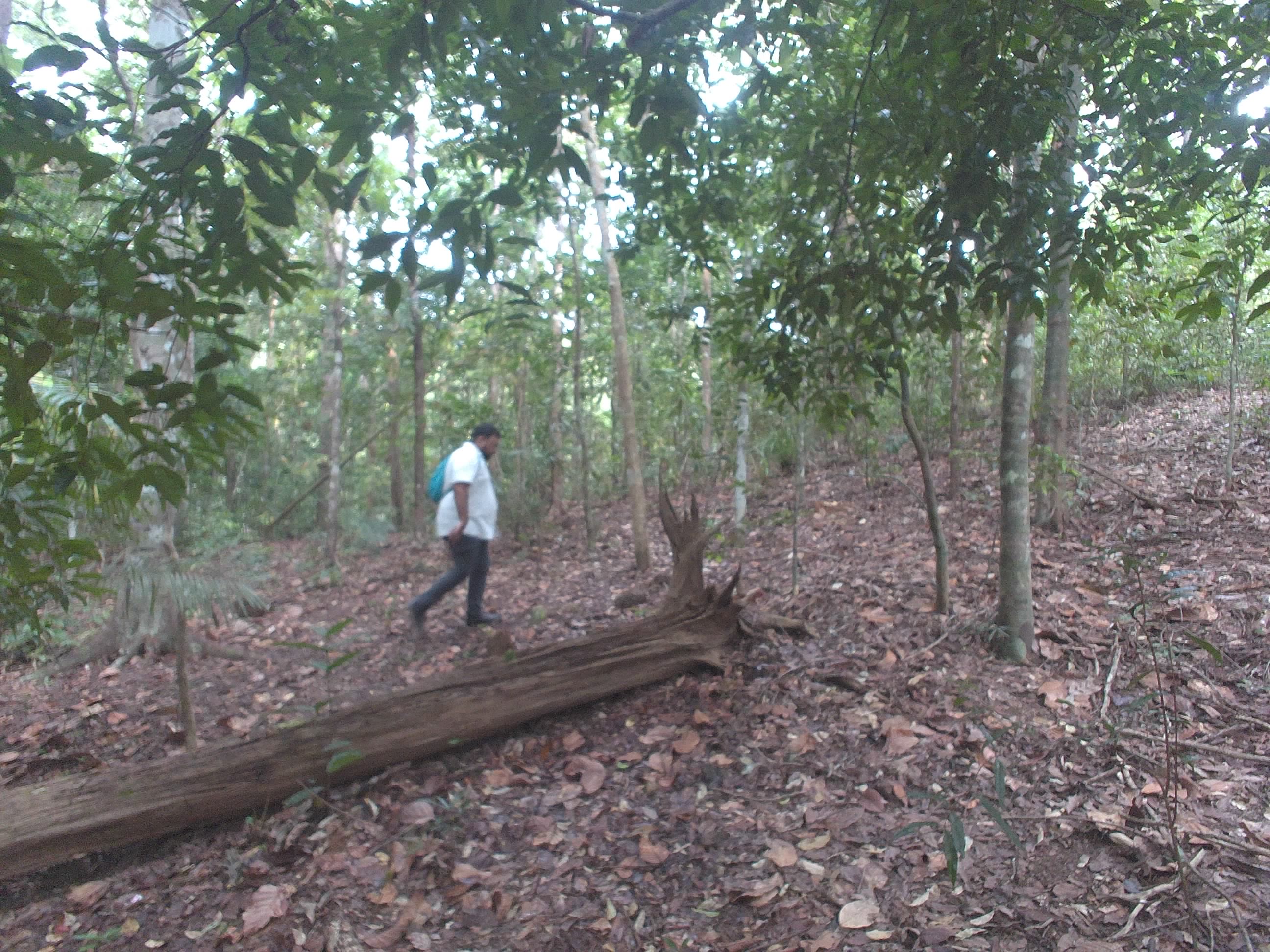 Forest monitoring image