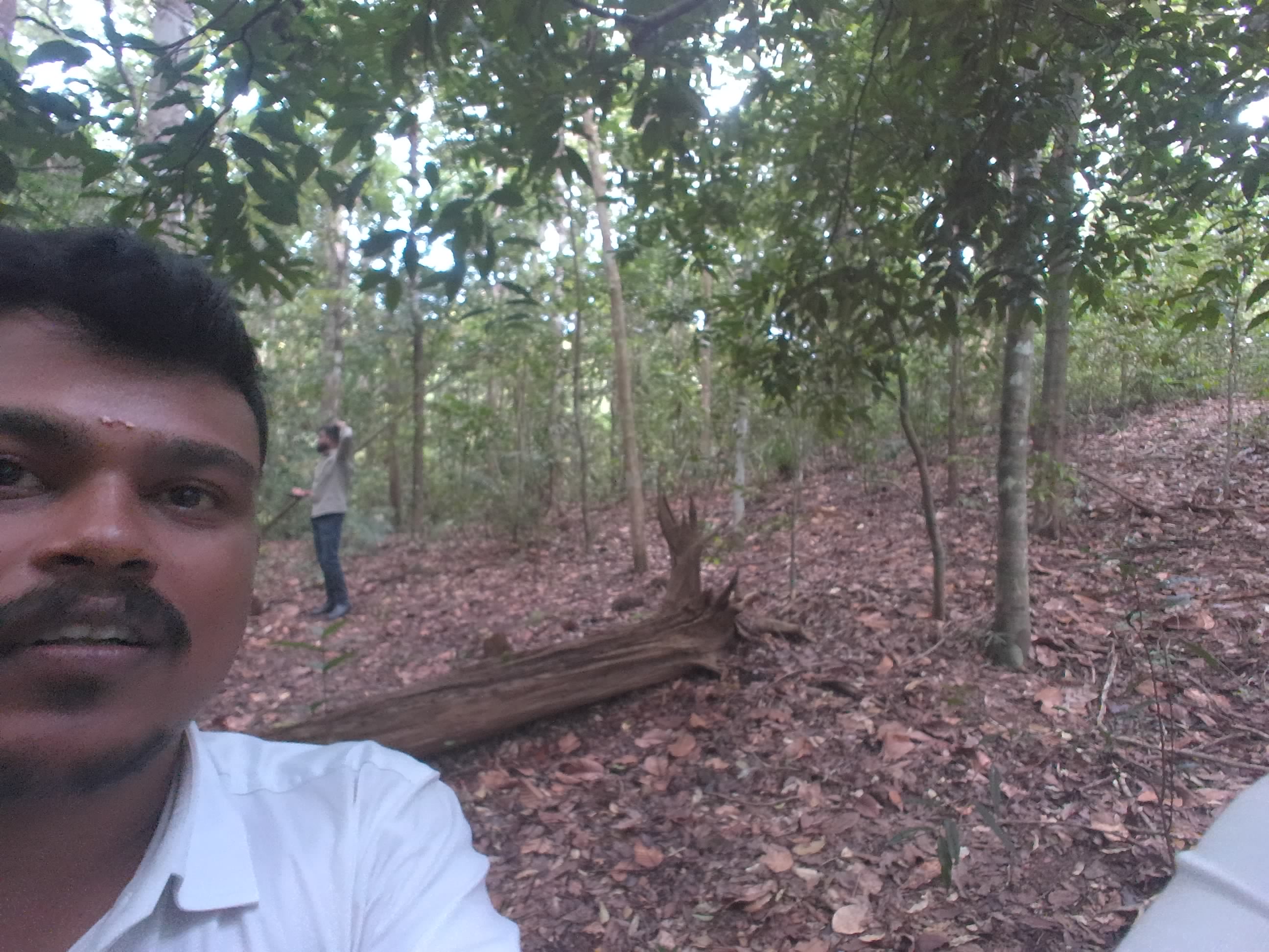 Forest monitoring image