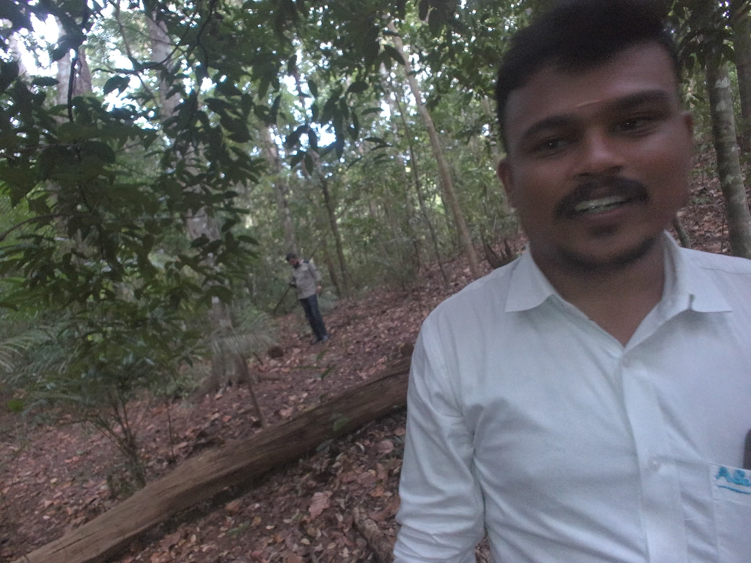 Forest monitoring image