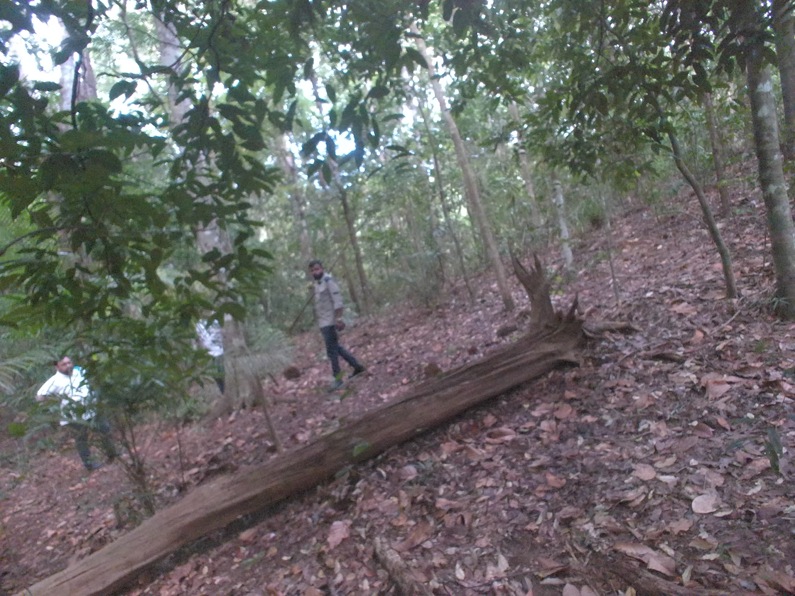 Forest monitoring image