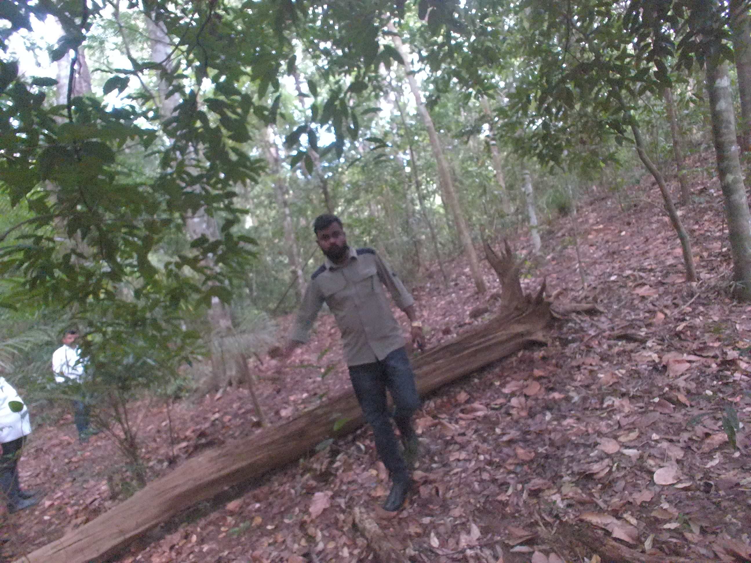 Forest monitoring image