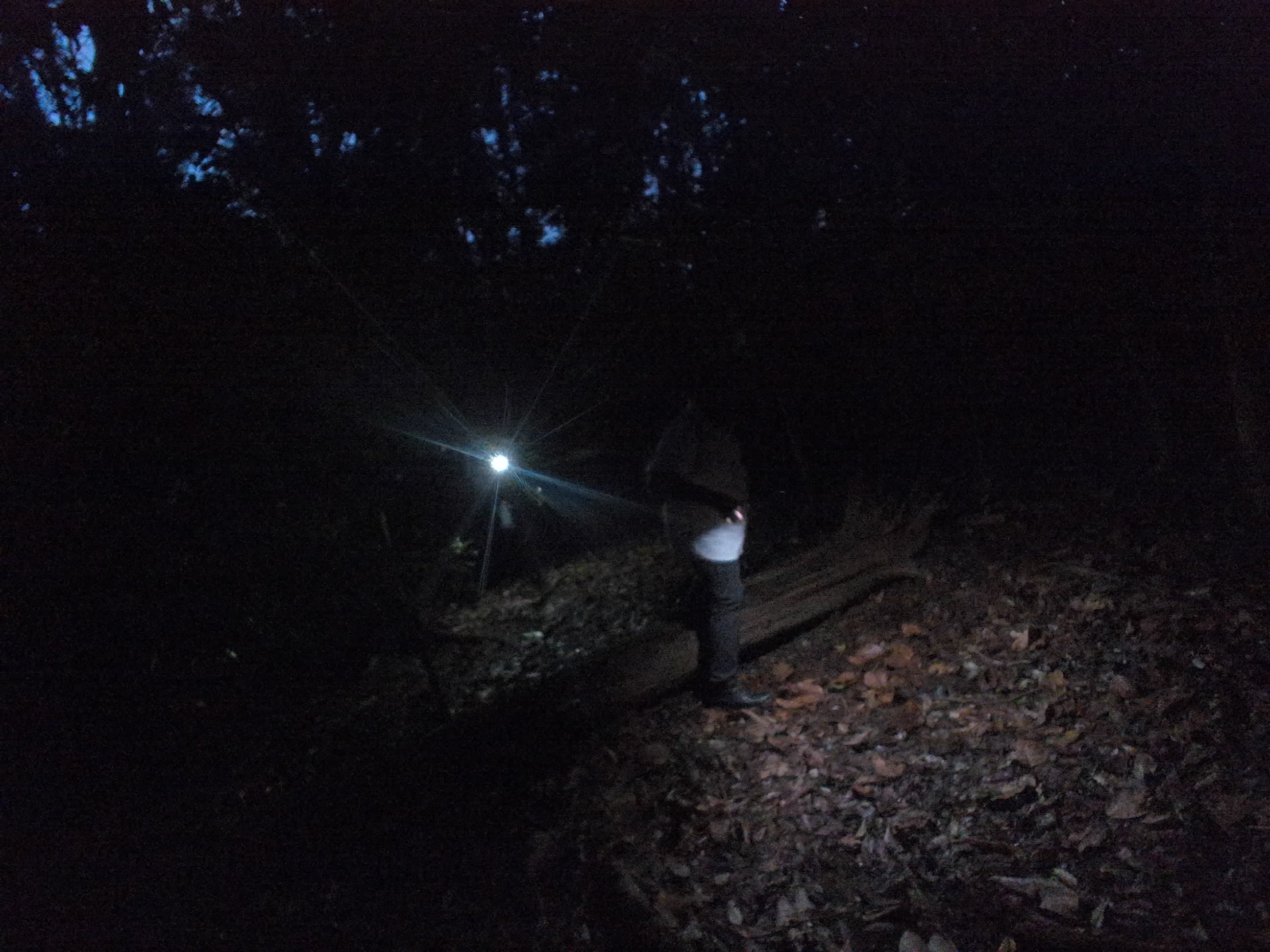 Forest monitoring image